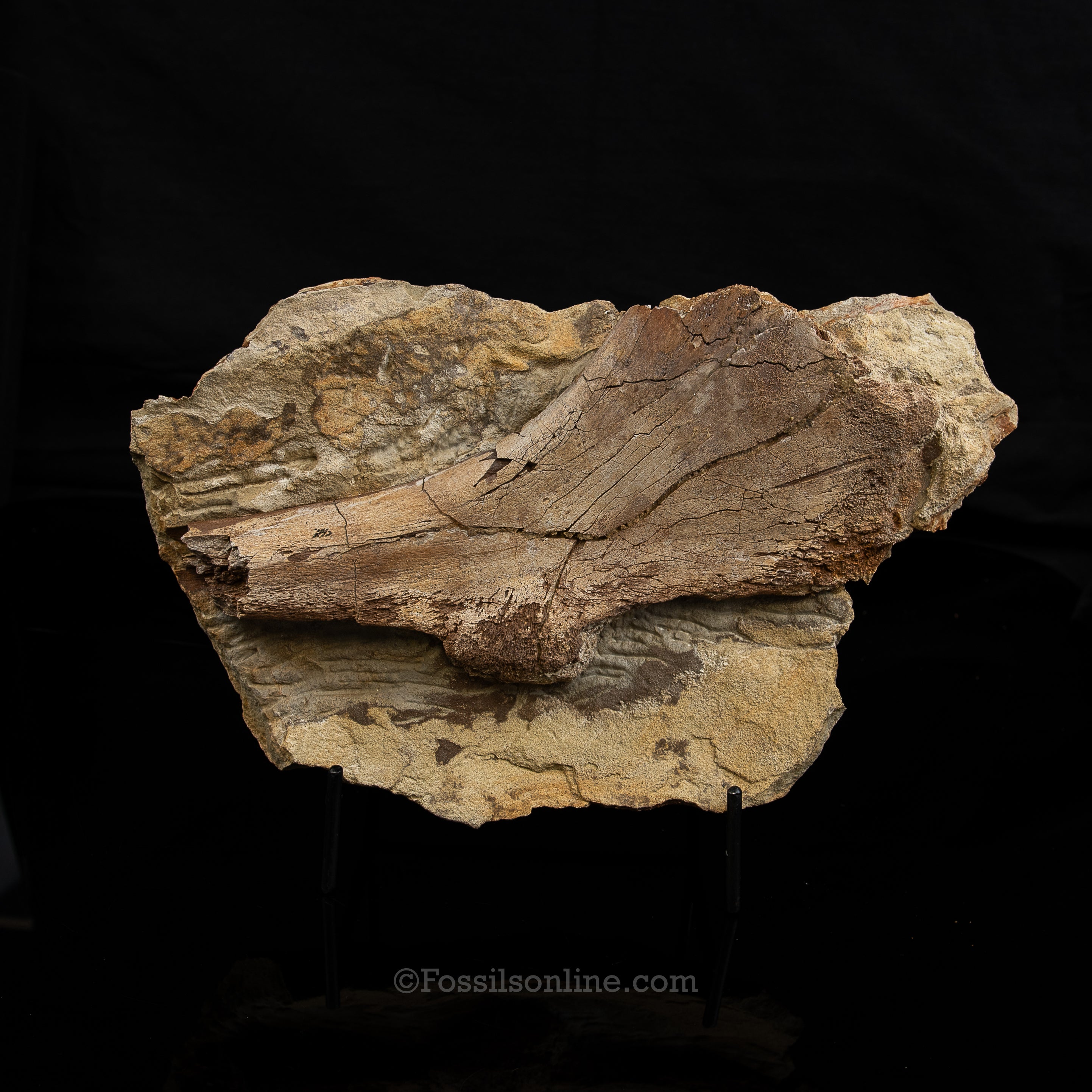Edmontosaurus Ischium Bone in Sandstone Matrix- Wyoming