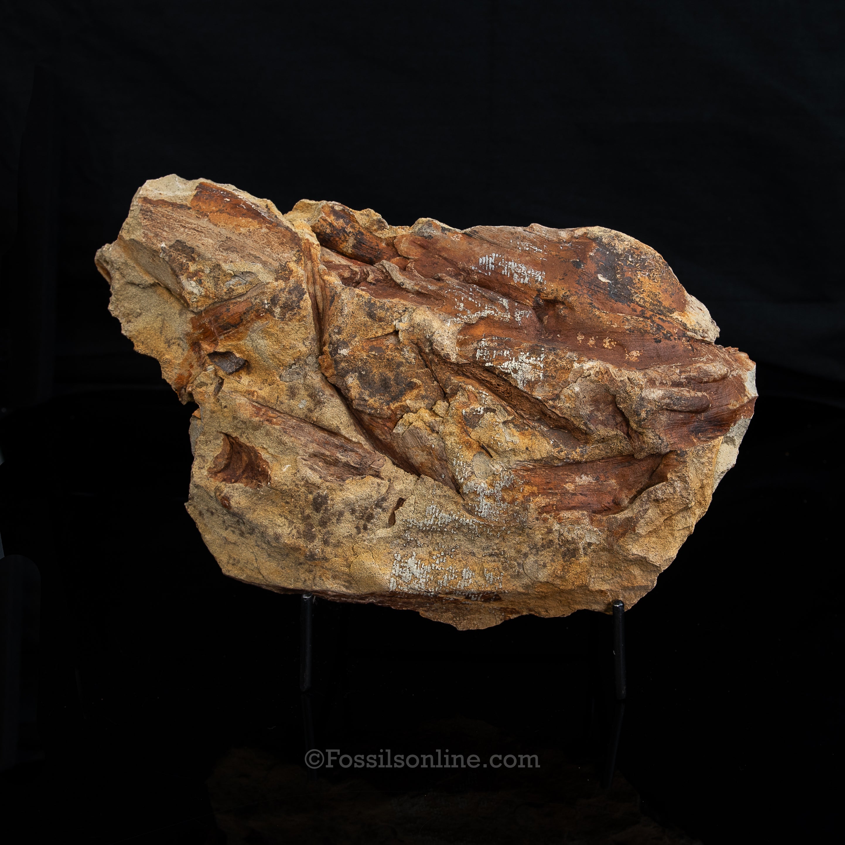 Edmontosaurus Ischium Bone in Sandstone Matrix- Wyoming