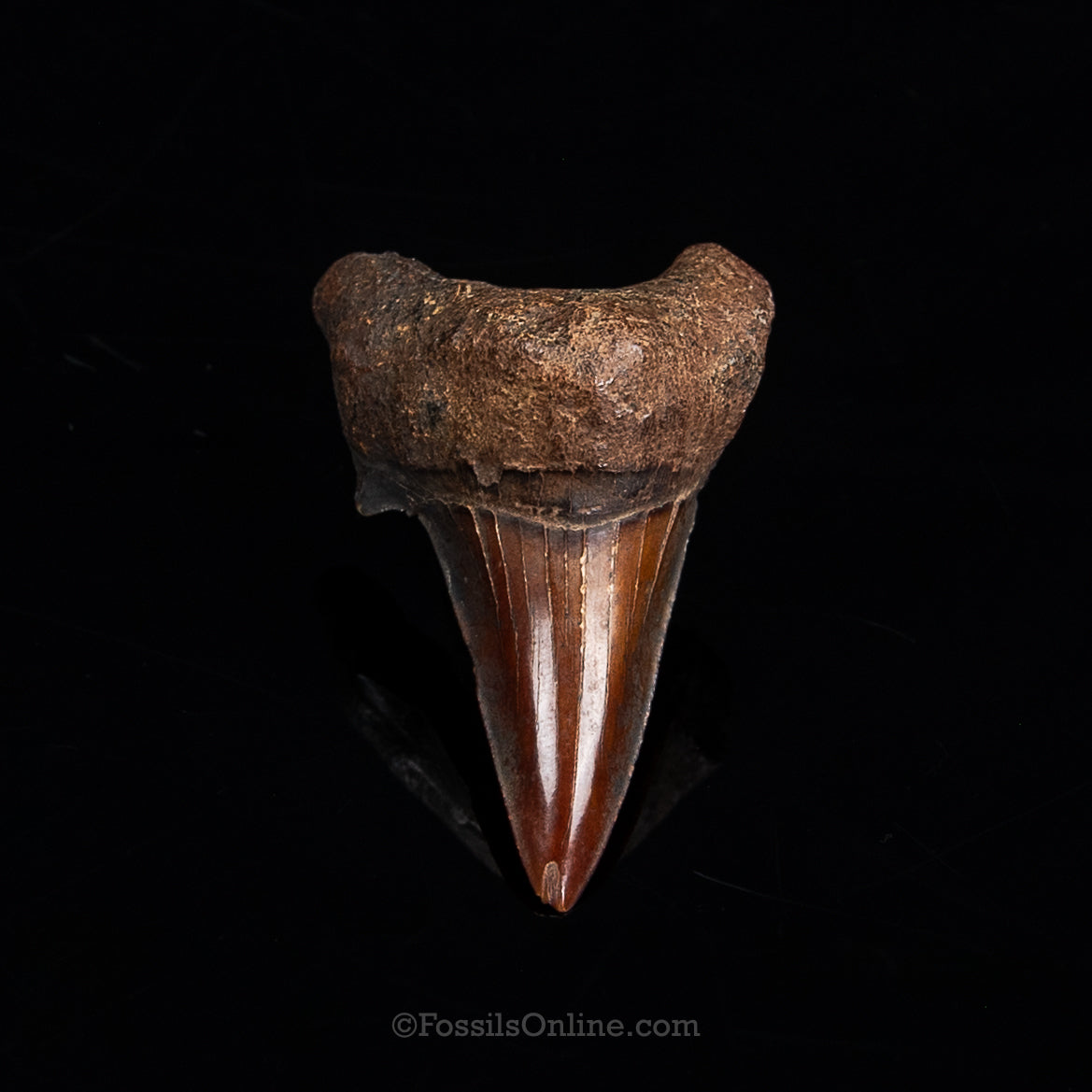Rare! Otodus 2.29"-Meherrin River