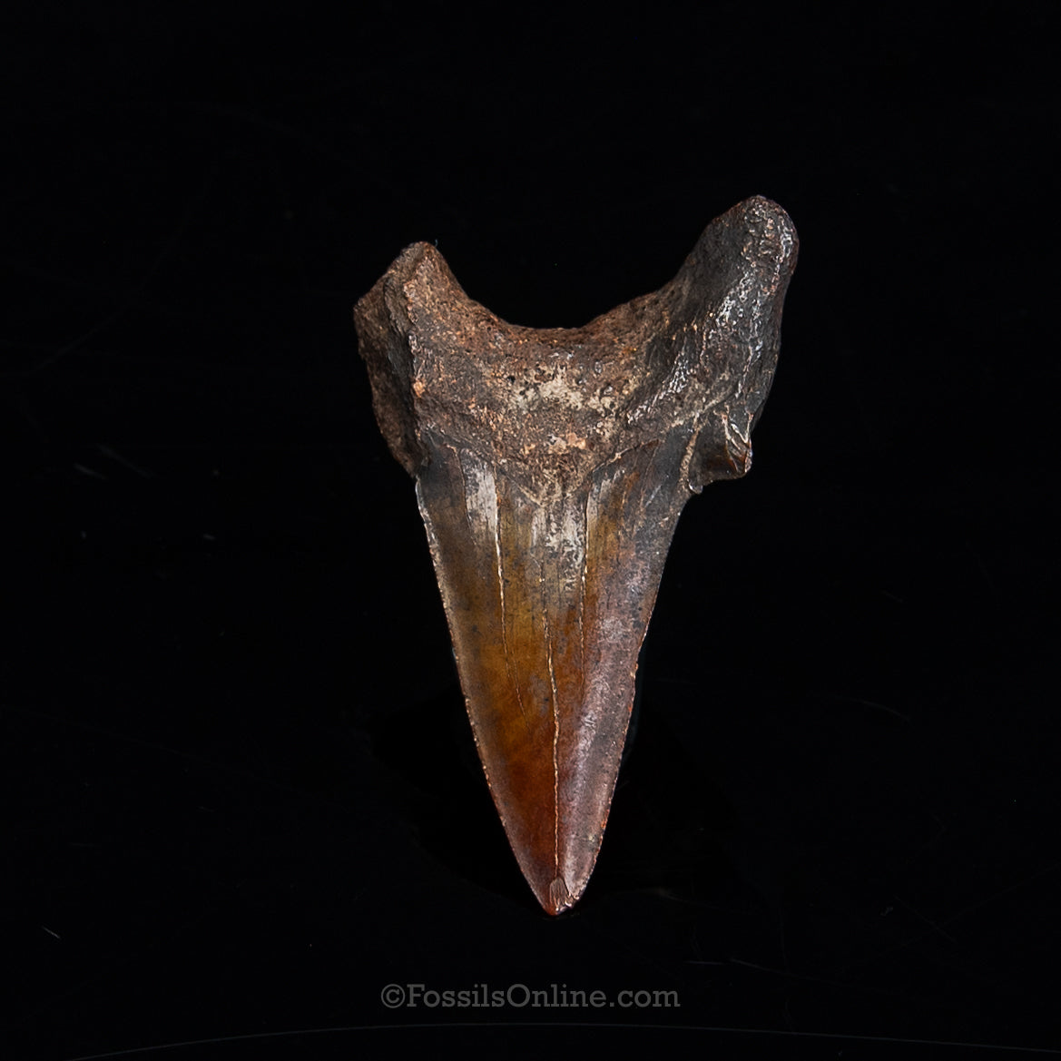 Rare! Otodus 2.29"-Meherrin River