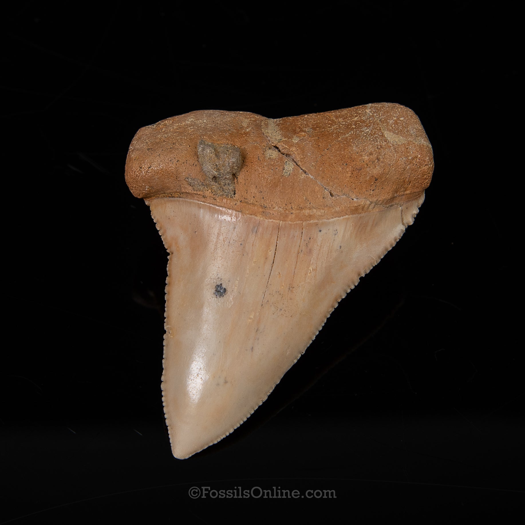 Fossil Great White Chile 2.86"
