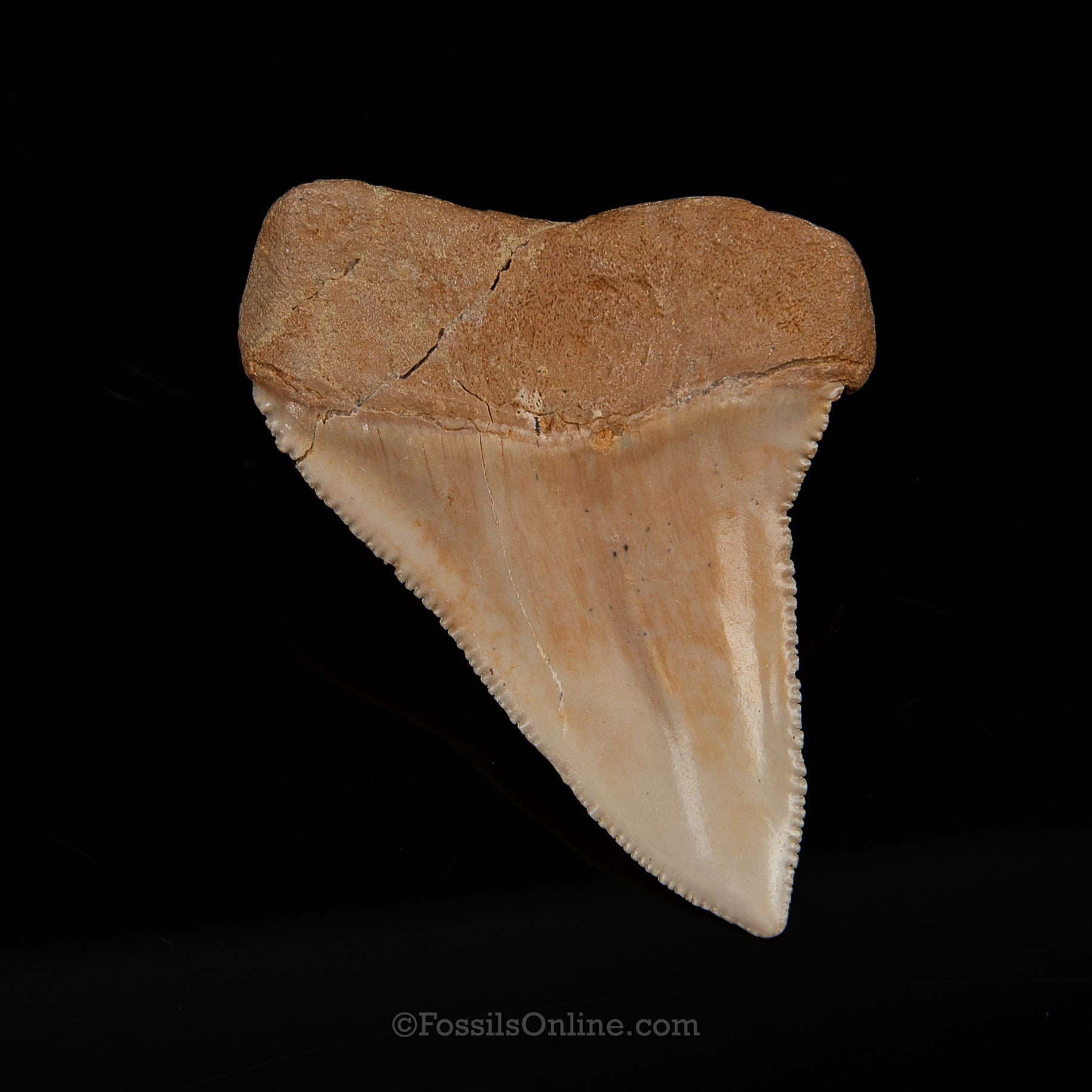 Fossil Great White Chile 2.86"