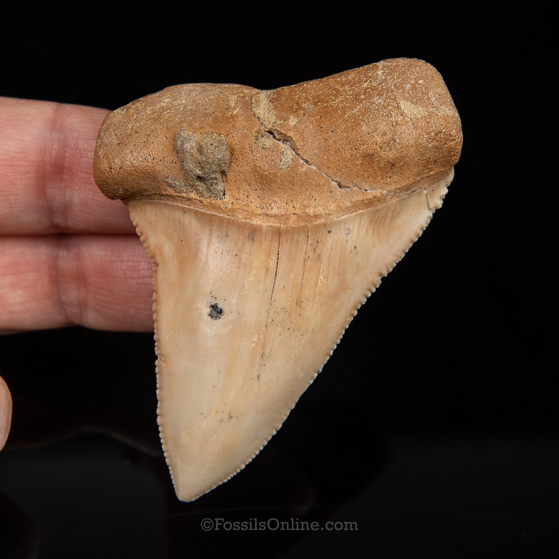 Fossil Great White Chile 2.86"