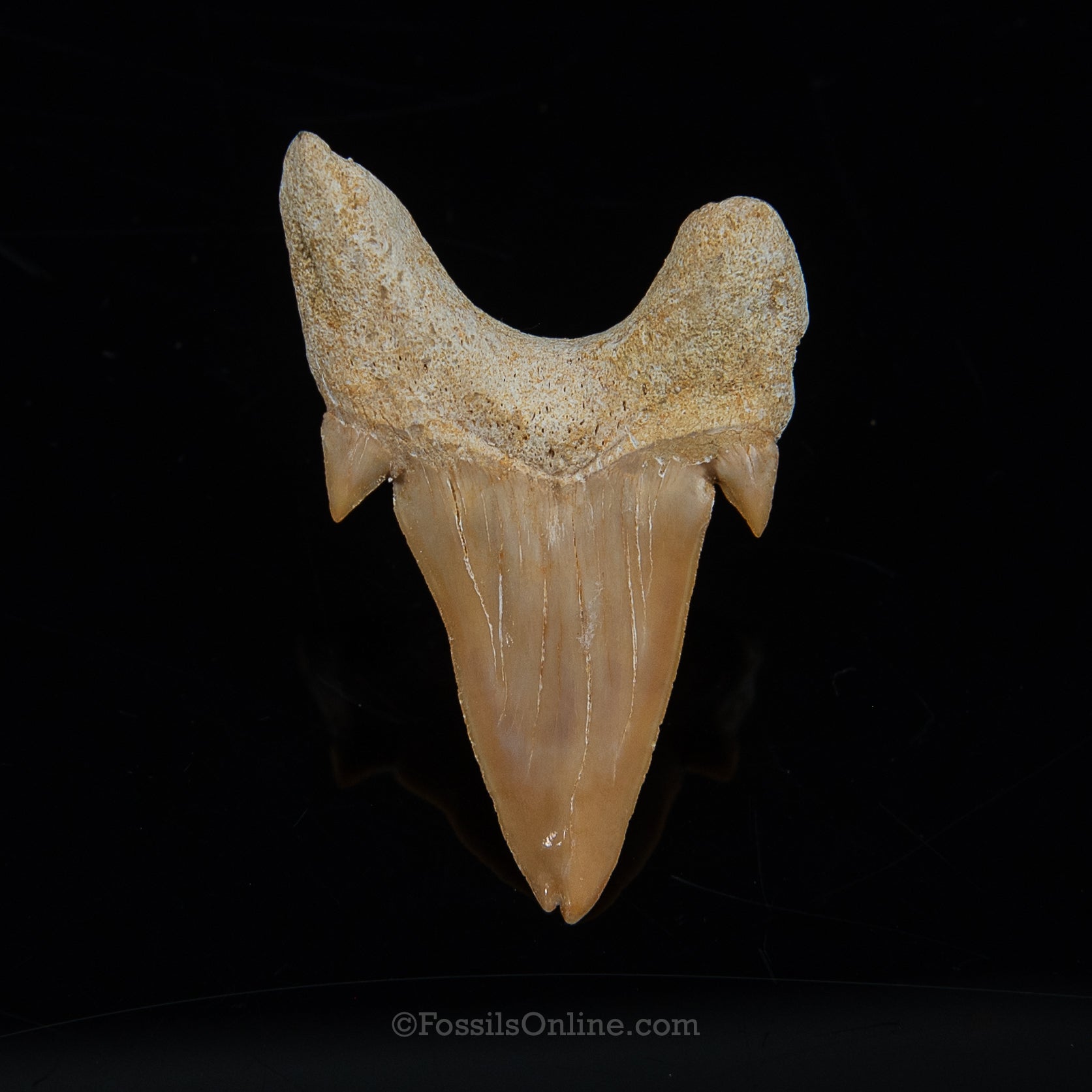 Pathological Otodus 2.31"