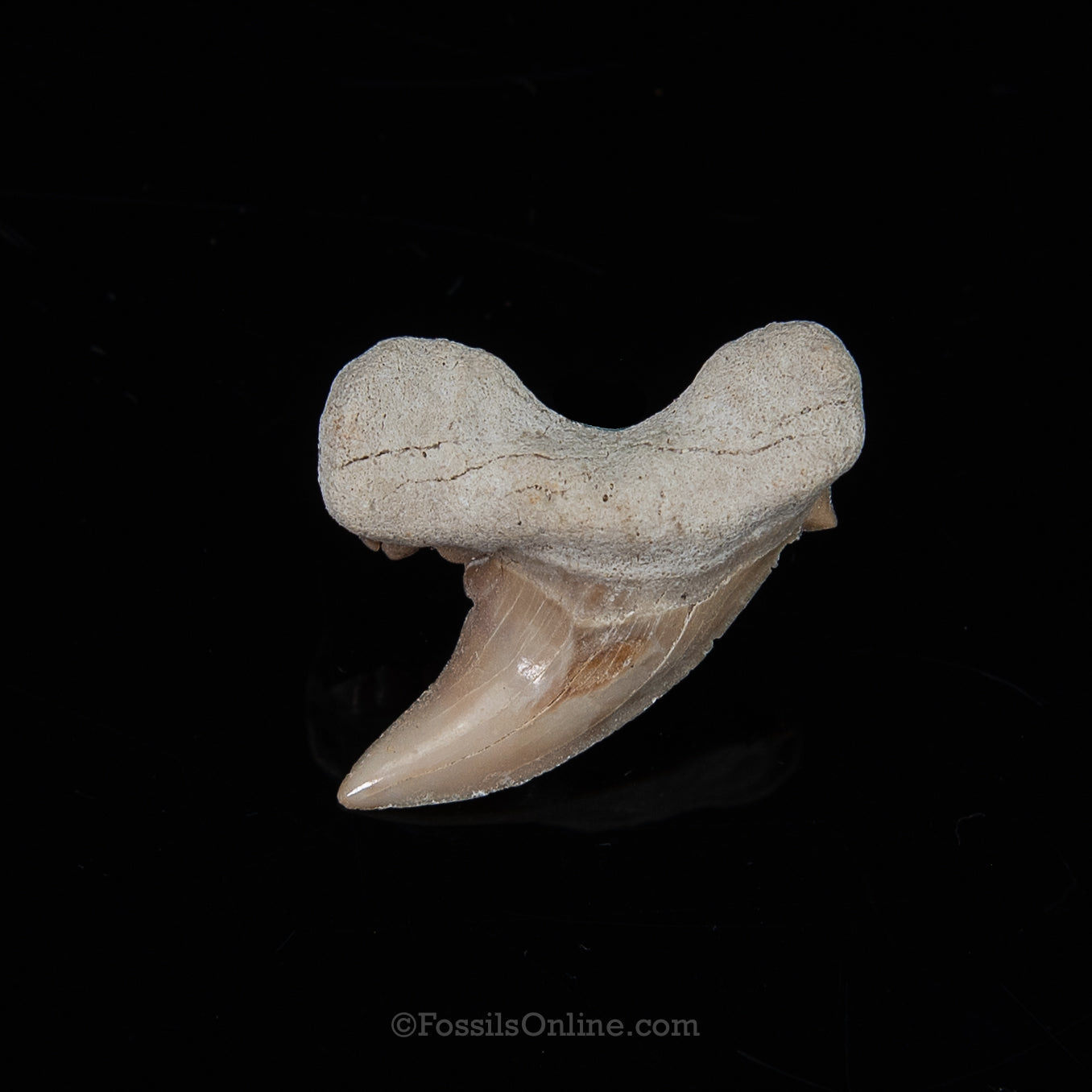 Pathological Otodus 1.57"