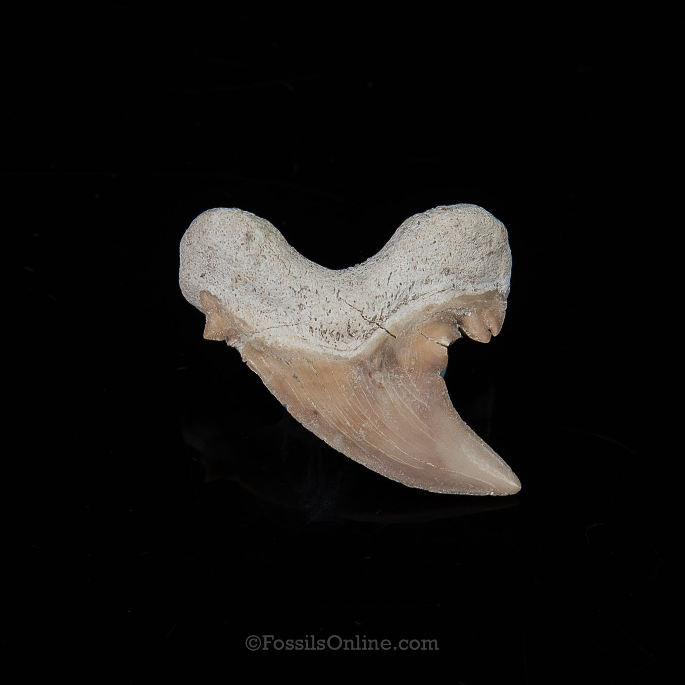 Pathological Otodus 1.57"