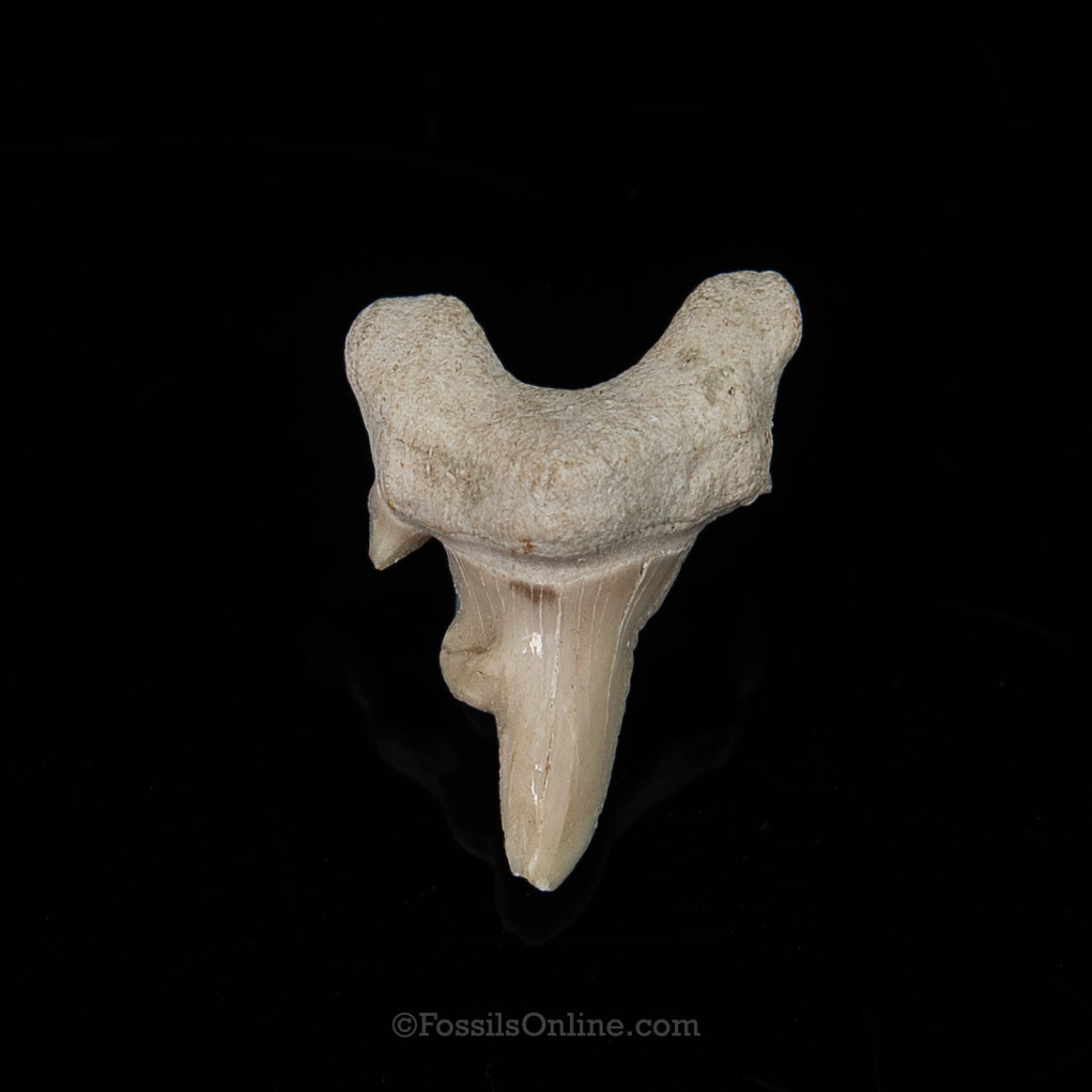 Pathological Otodus 1.32"