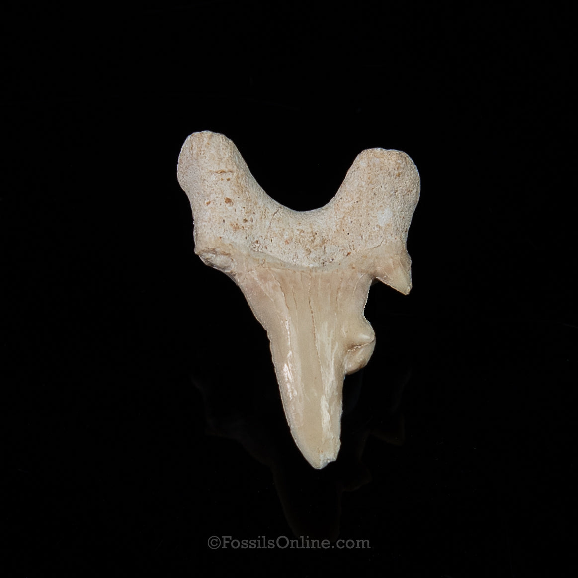 Pathological Otodus 1.32"
