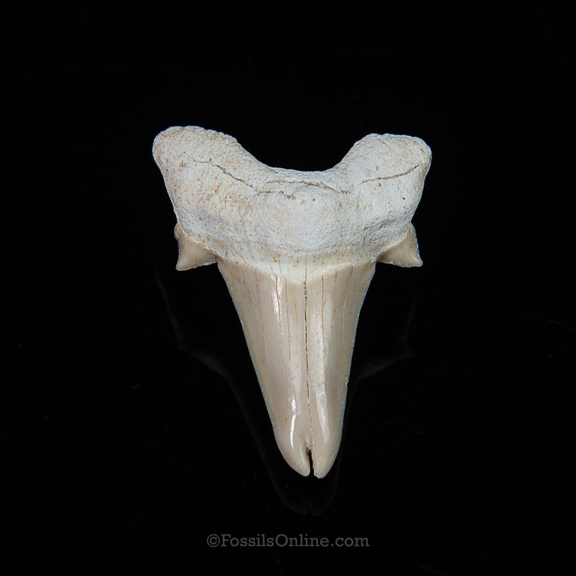 Pathological Otodus 1.51"