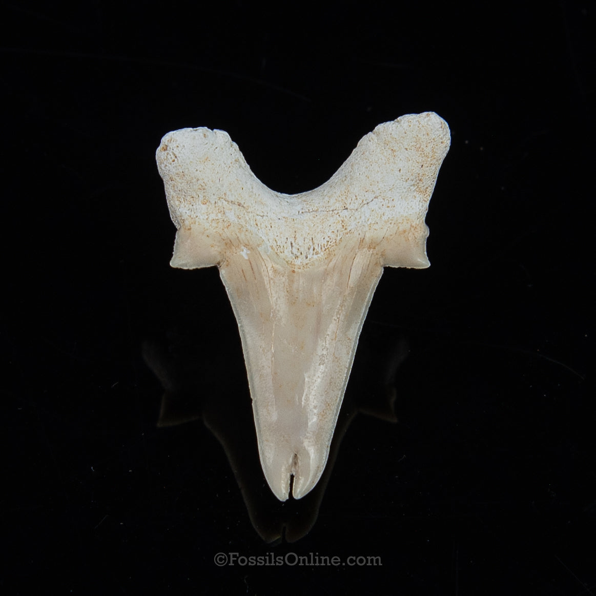 Pathological Otodus 1.51"