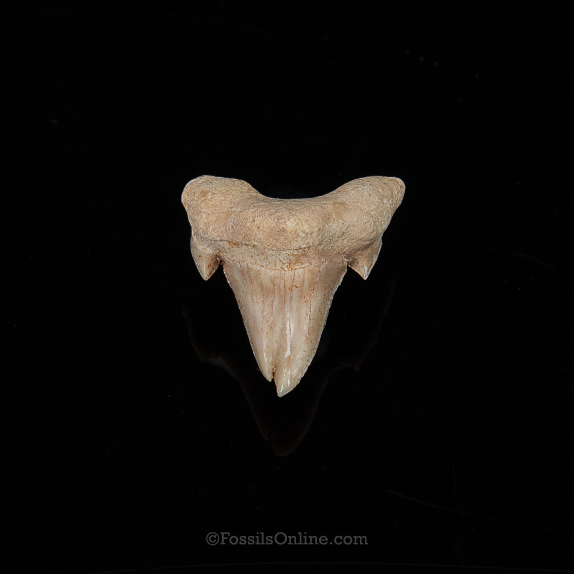 Pathological Otodus 1.03"