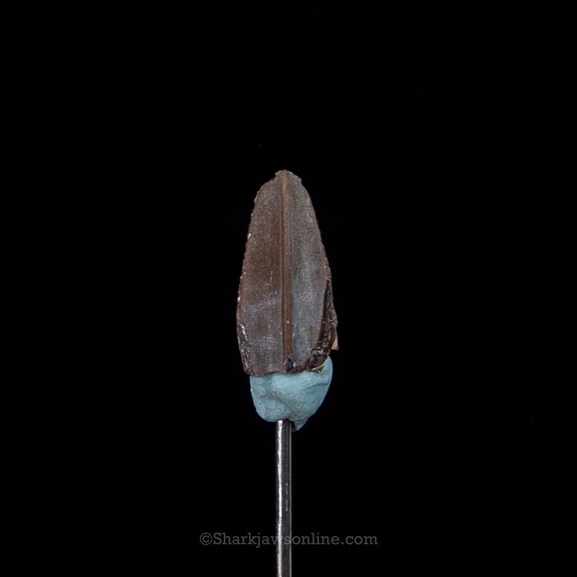 Edmontosaurus Tooth .58"