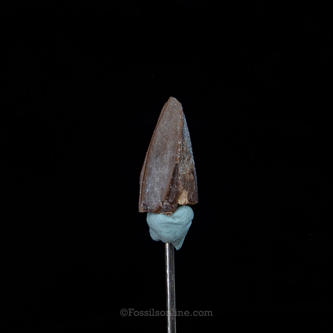 Edmontosaurus Tooth .58"
