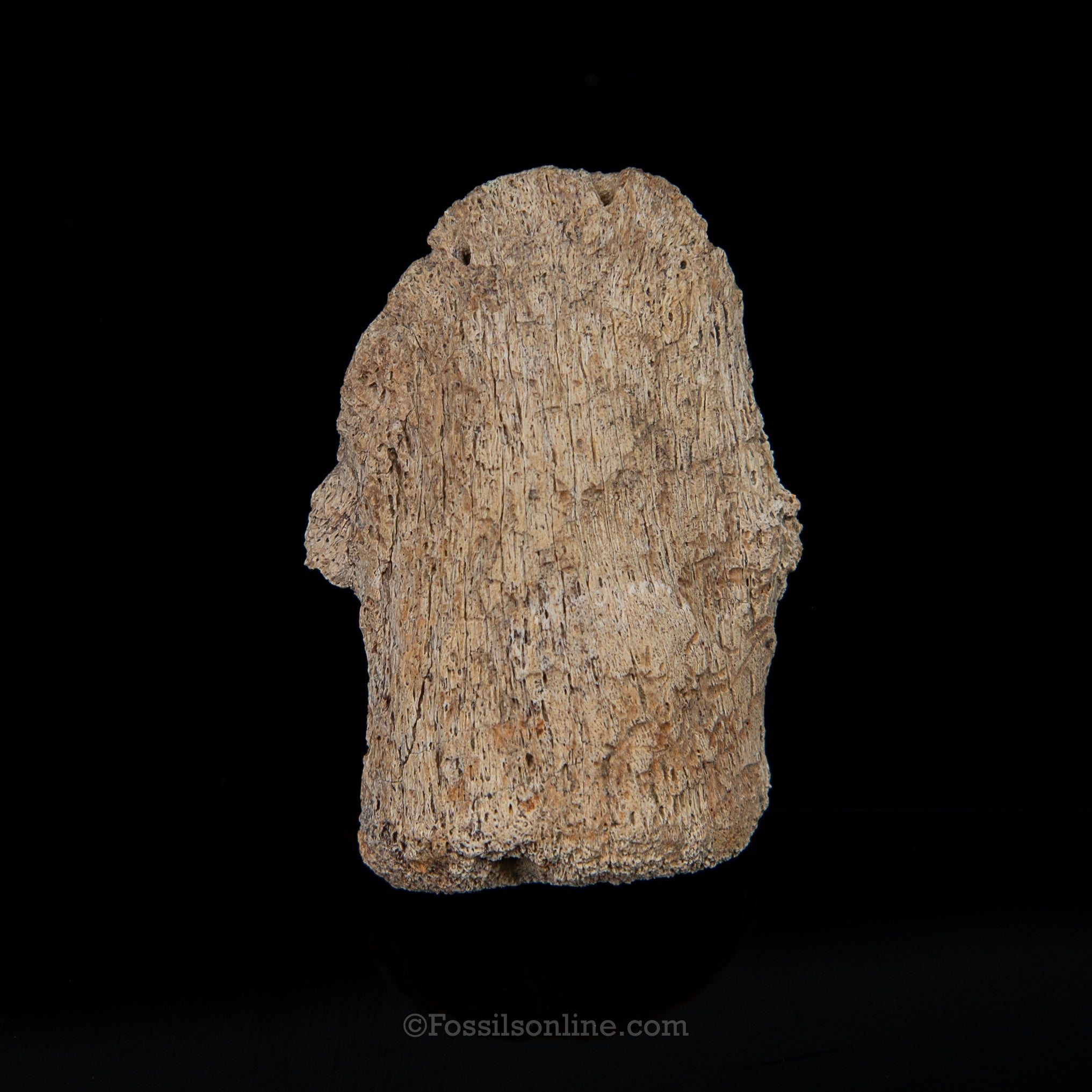 Edmontosaurus Ungual Claw/Hoof