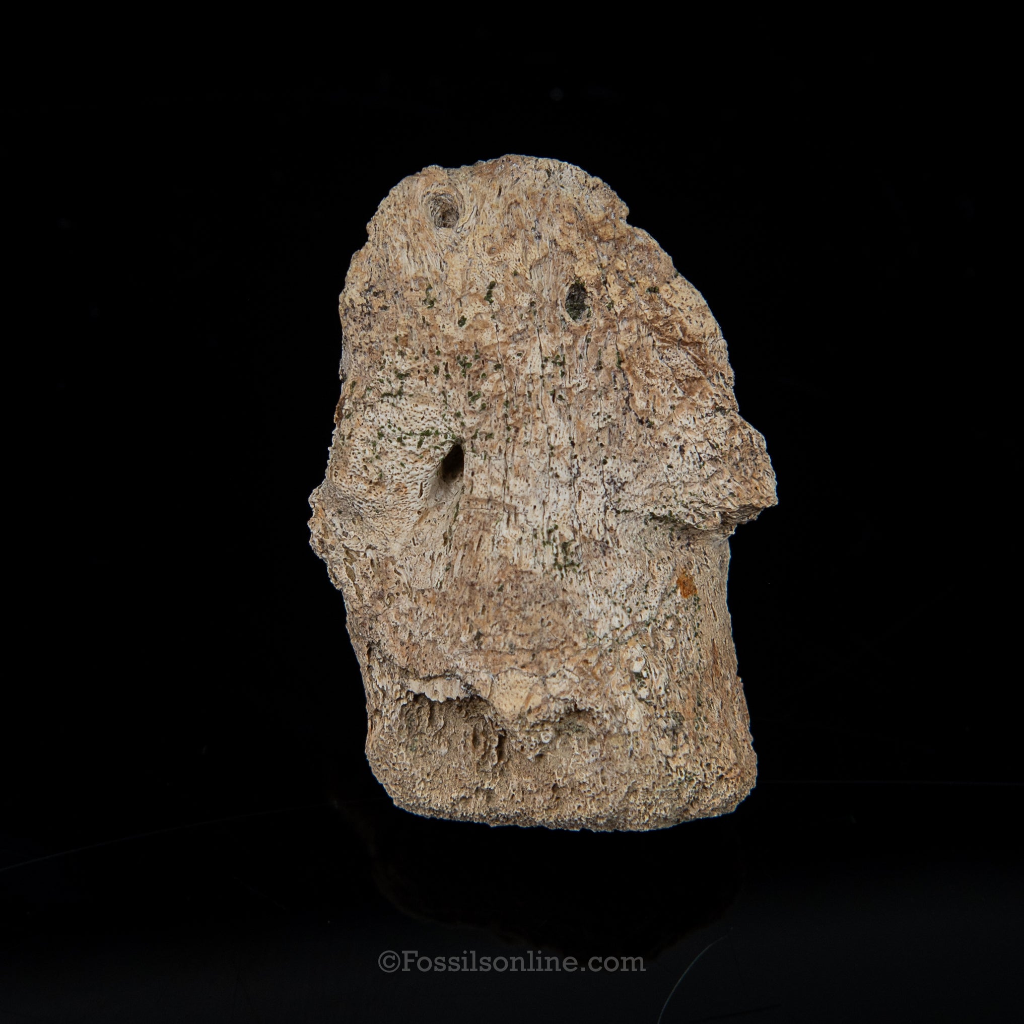 Edmontosaurus Ungual Claw/Hoof