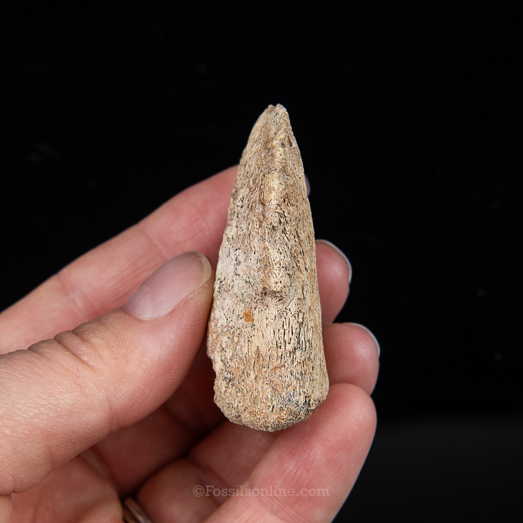 Edmontosaurus Ungual Claw/Hoof