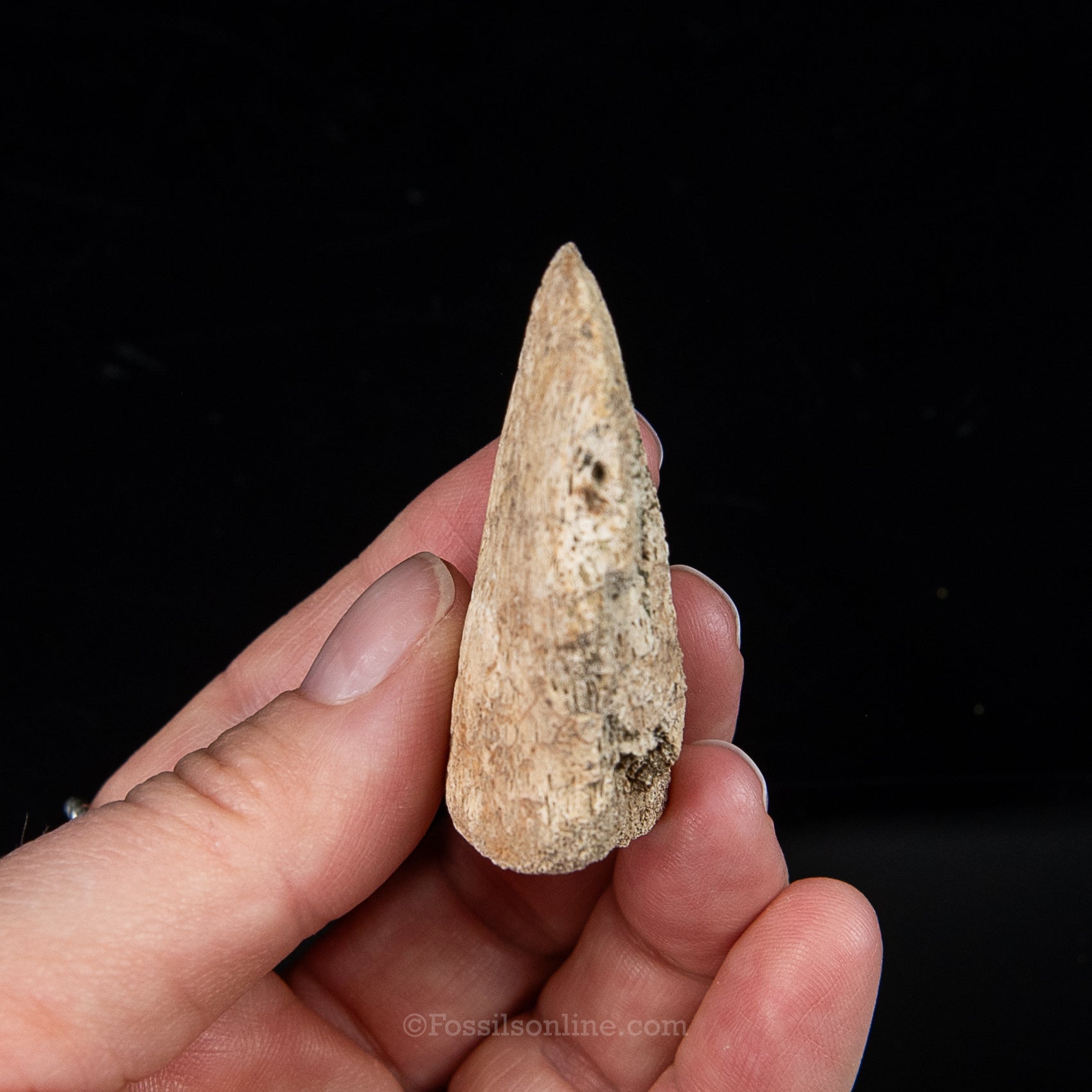 Edmontosaurus Ungual Claw/Hoof