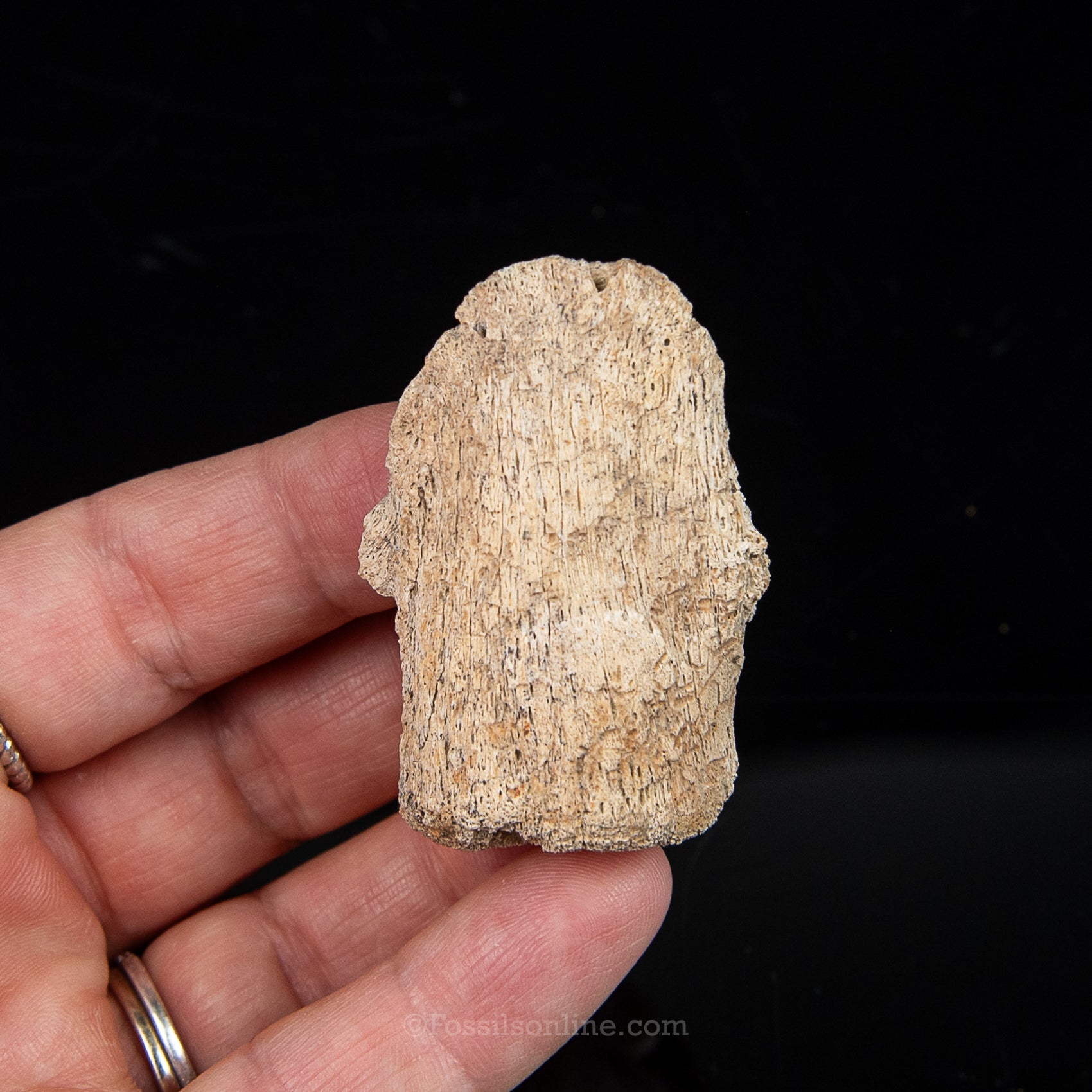 Edmontosaurus Ungual Claw/Hoof