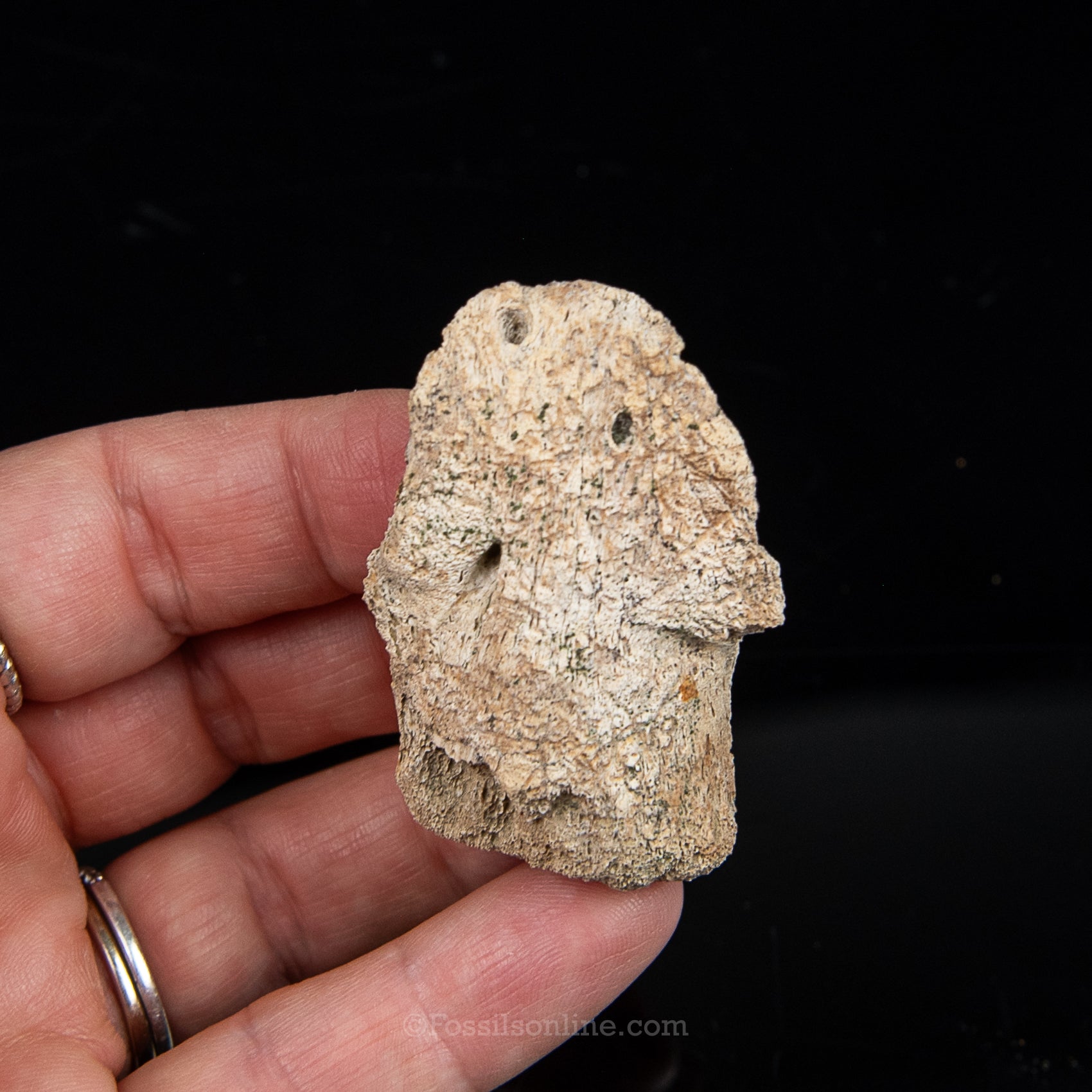 Edmontosaurus Ungual Claw/Hoof