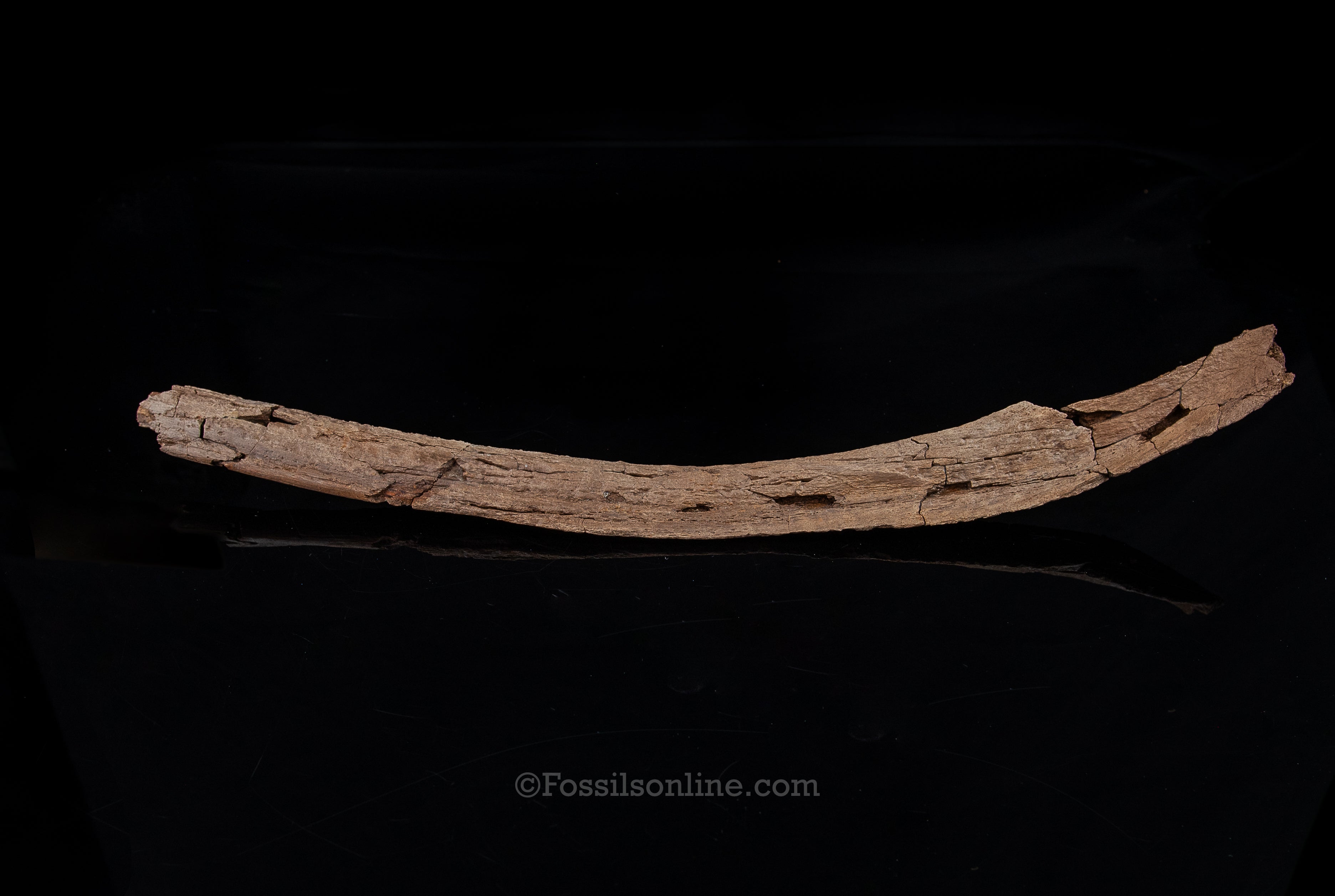Edmontosaurus Rib- Wyoming