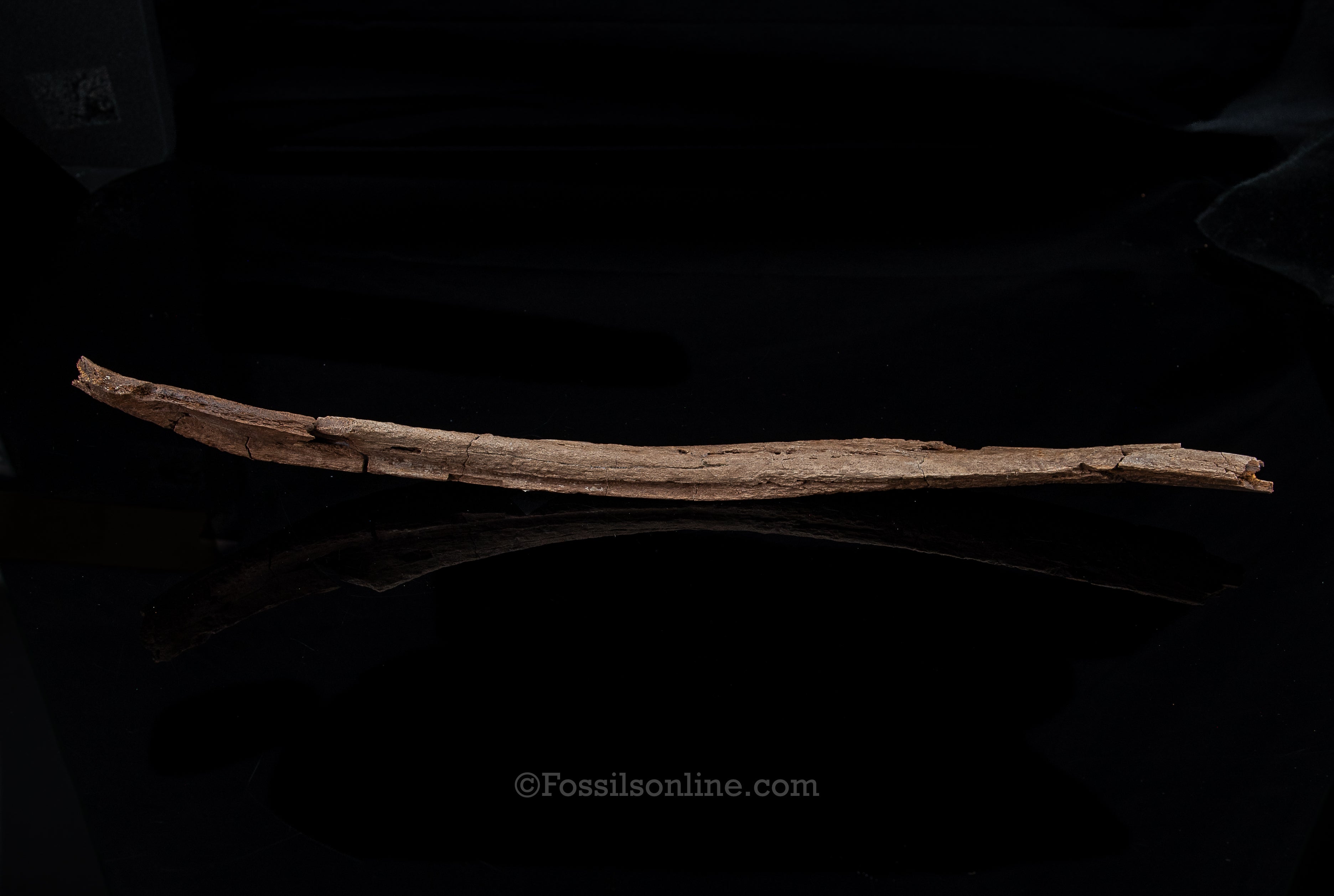 Edmontosaurus Rib- Wyoming