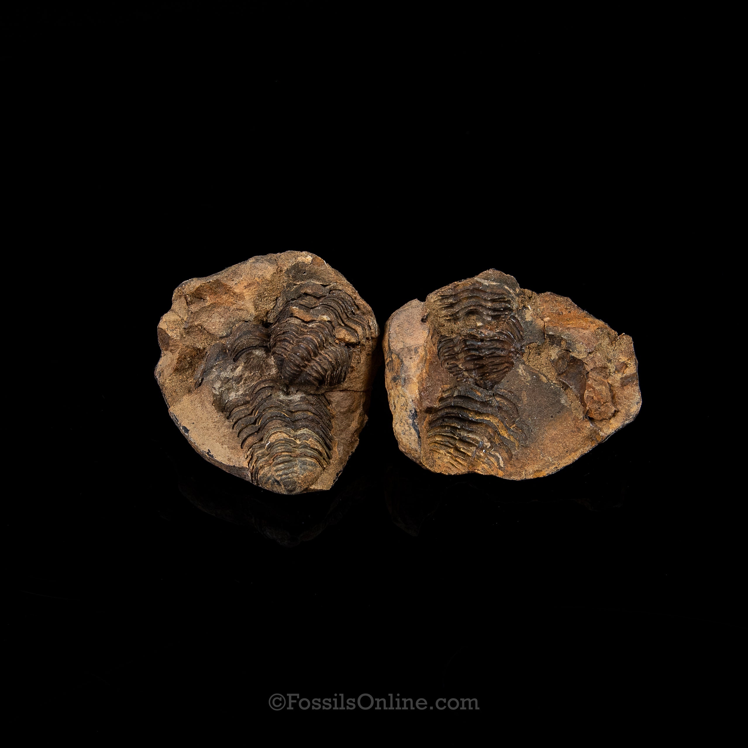 Ordovician Trilobite