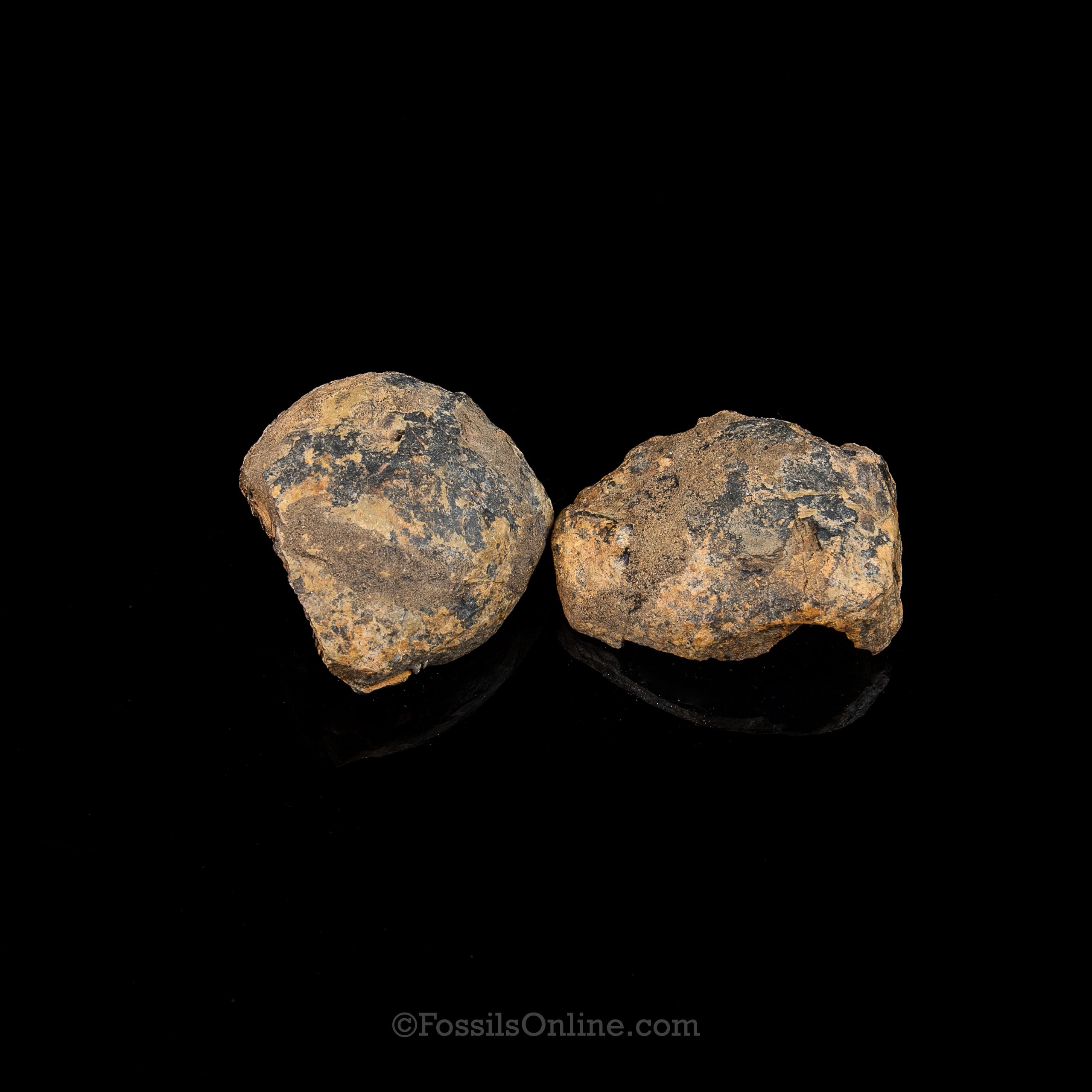 Ordovician Trilobite