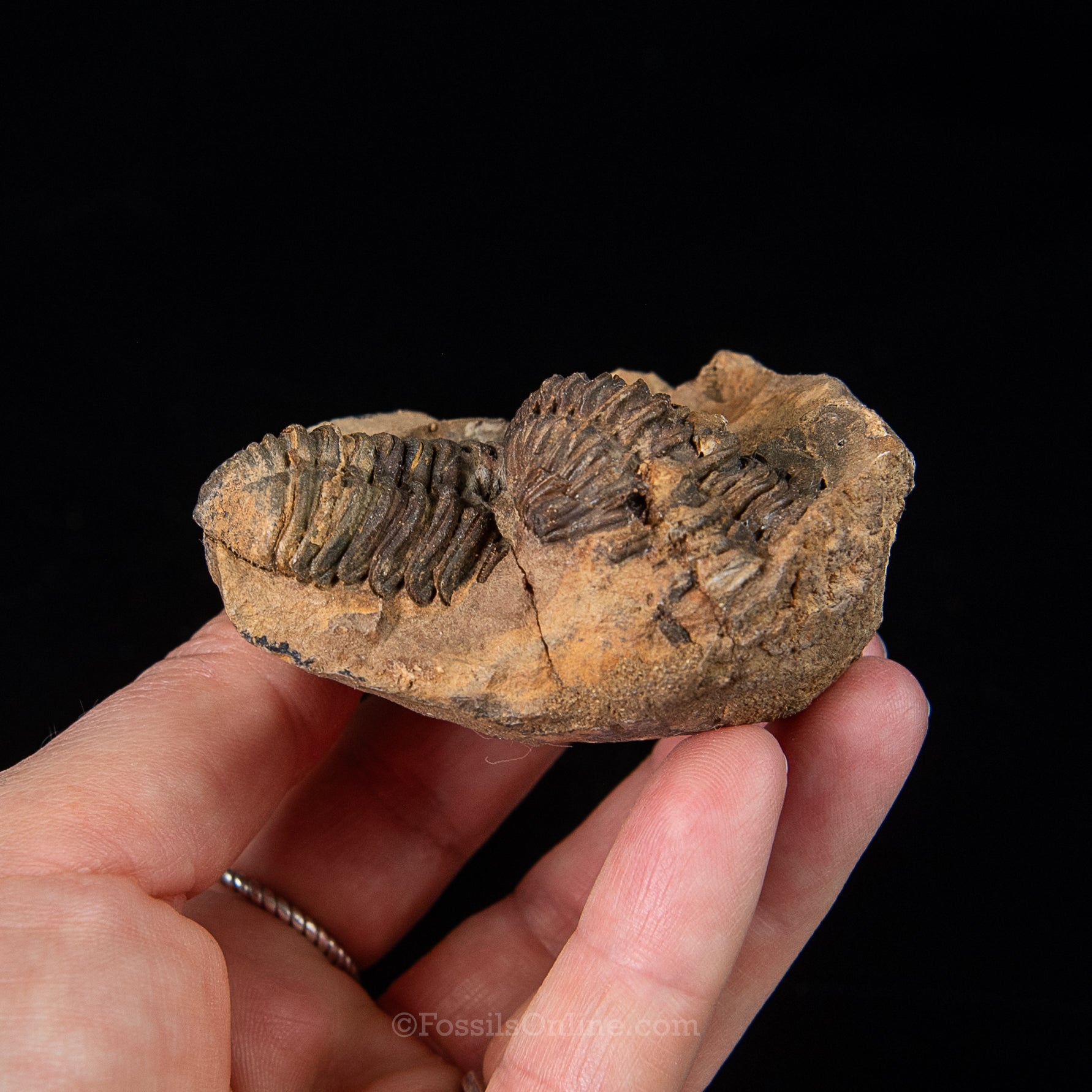Ordovician Trilobite