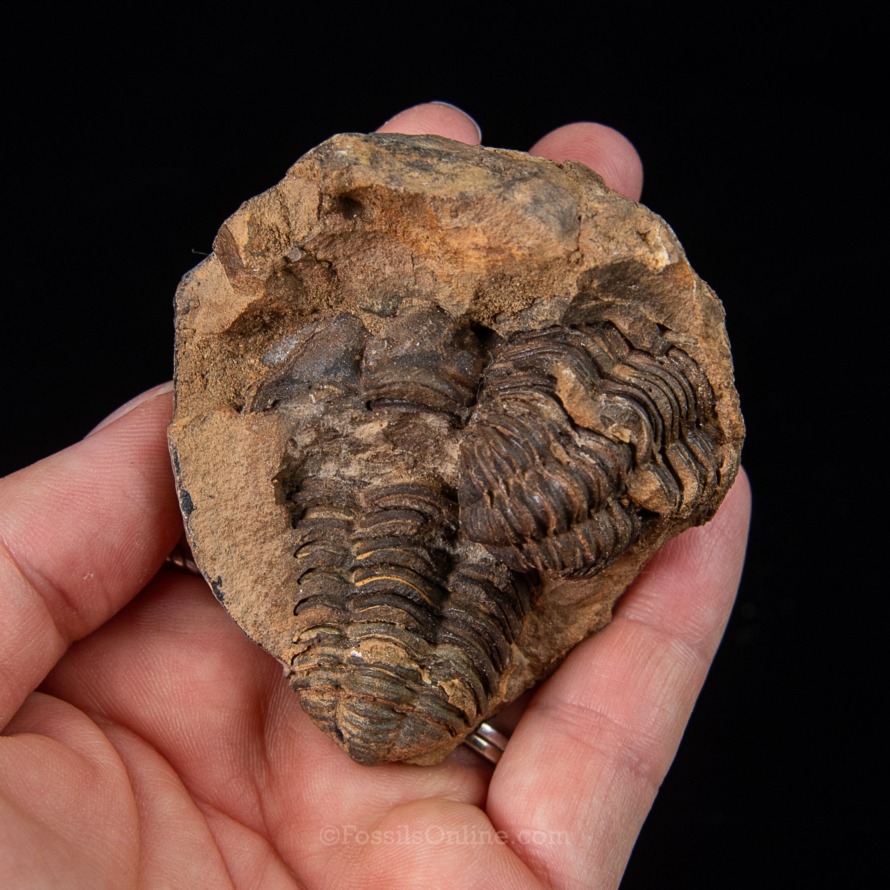 Ordovician Trilobite