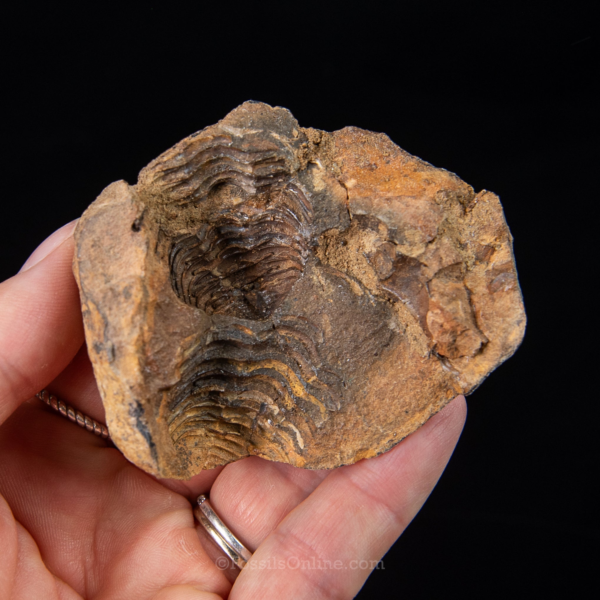 Ordovician Trilobite