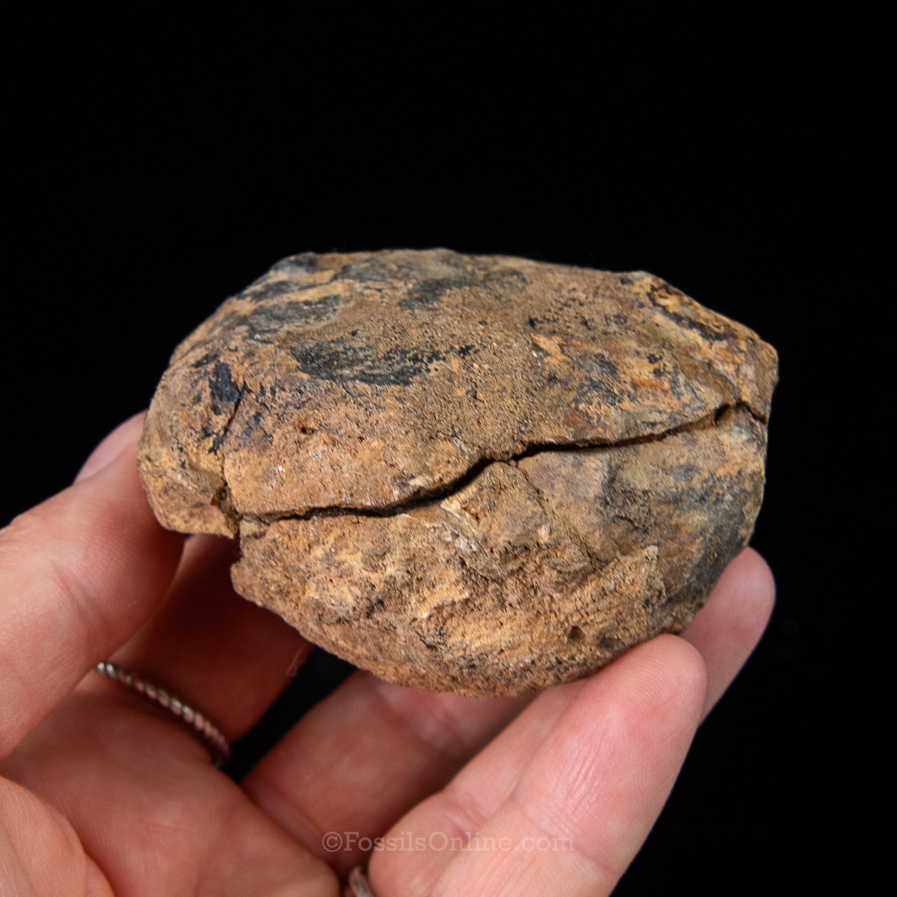 Ordovician Trilobite