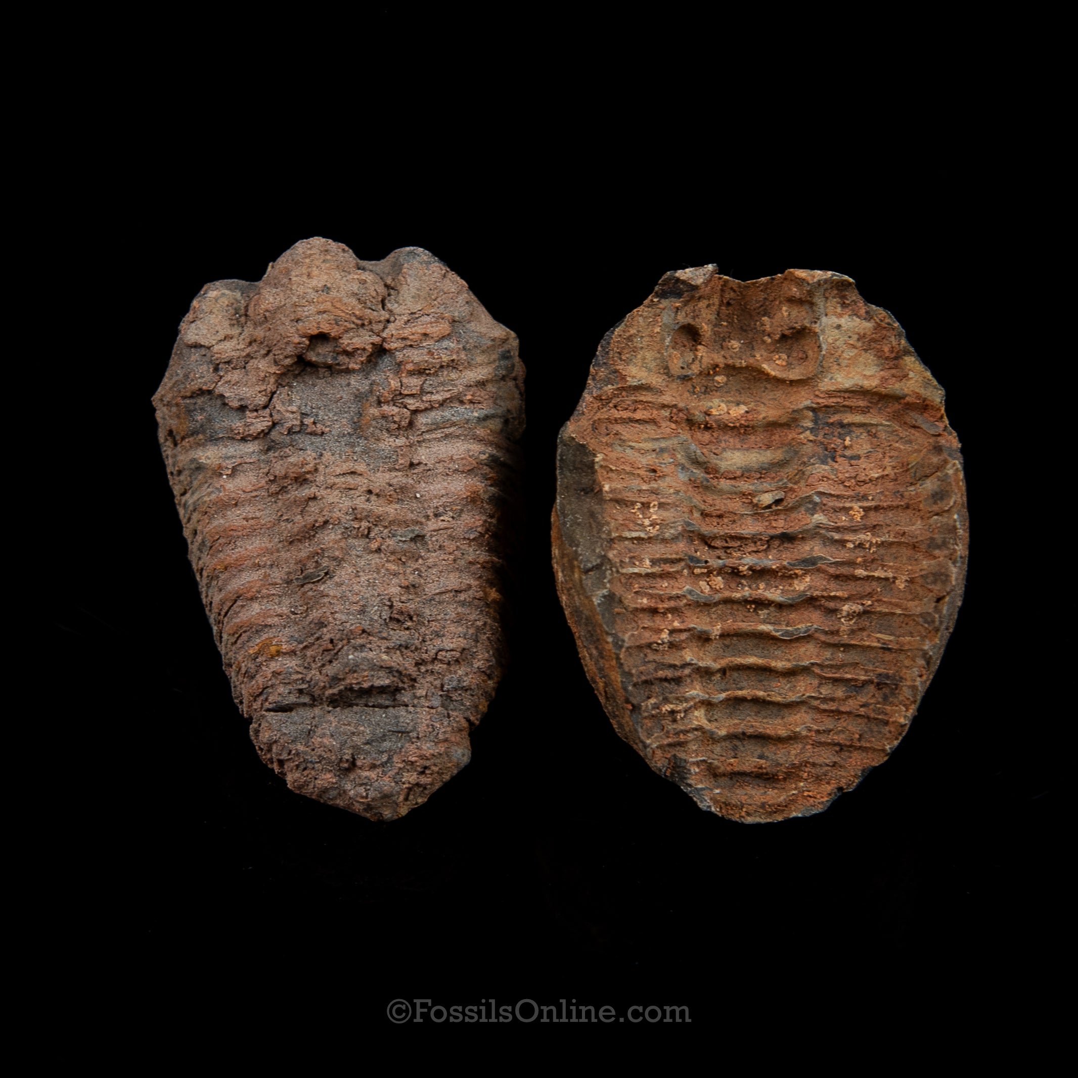 Ordovician Trilobite