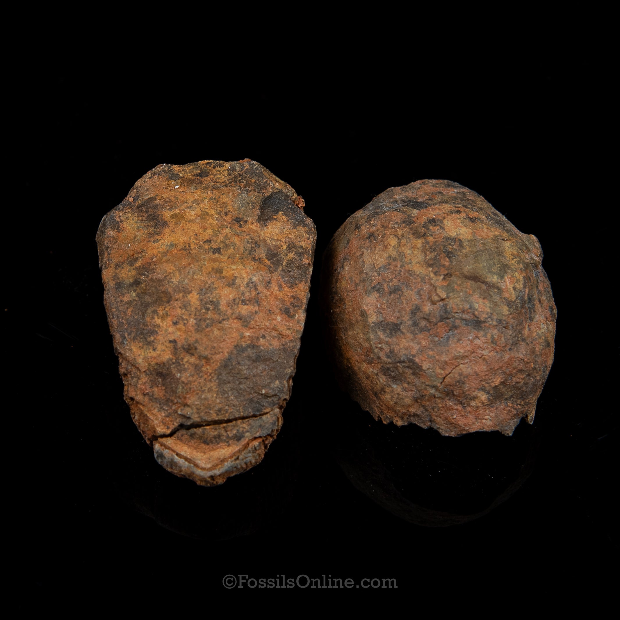 Ordovician Trilobite