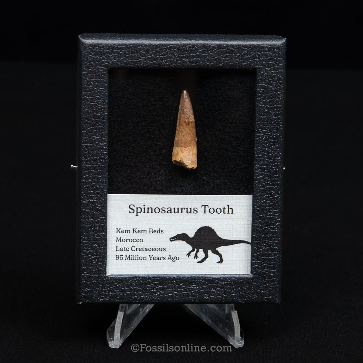 Spinosaurus Dinosaur Tooth Sm Case