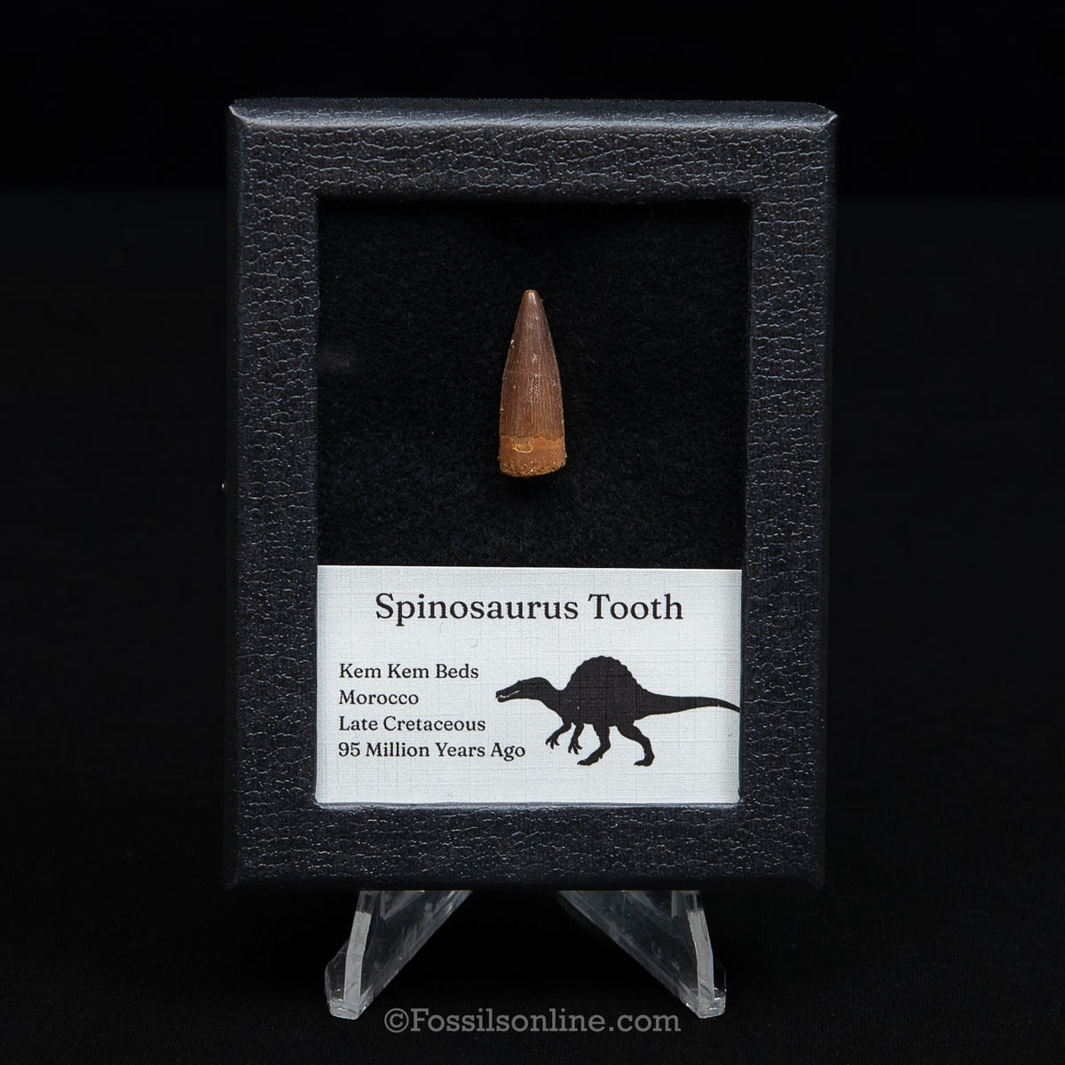 Spinosaurus Dinosaur Tooth Sm Case