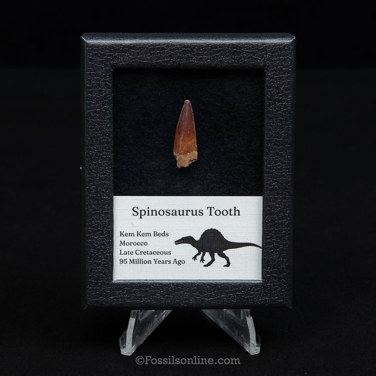 Spinosaurus Dinosaur Tooth Sm Case
