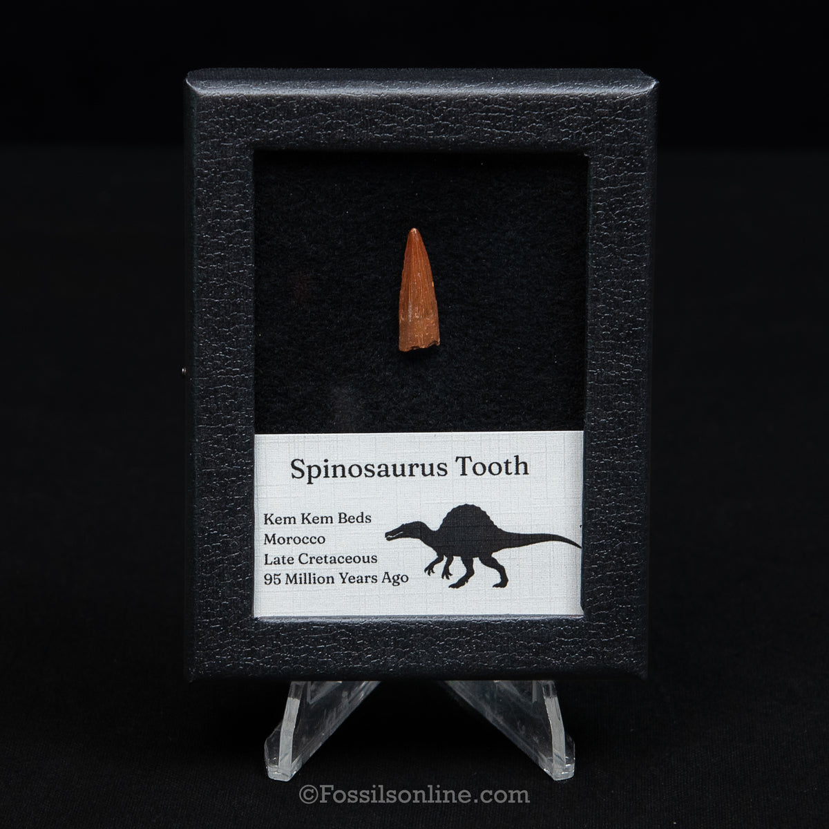 Spinosaurus Dinosaur Tooth Sm Case