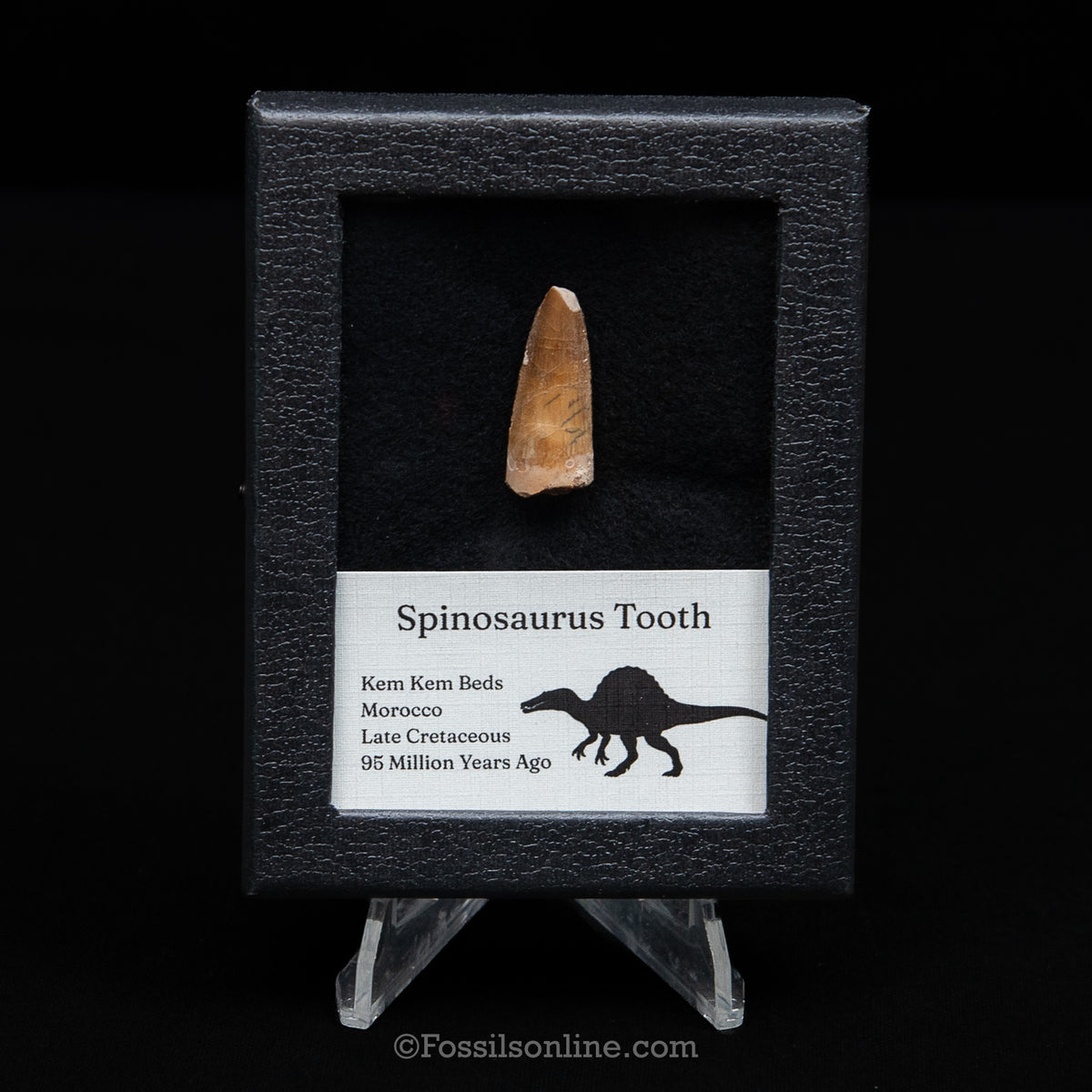 Spinosaurus Dinosaur Tooth Sm Case