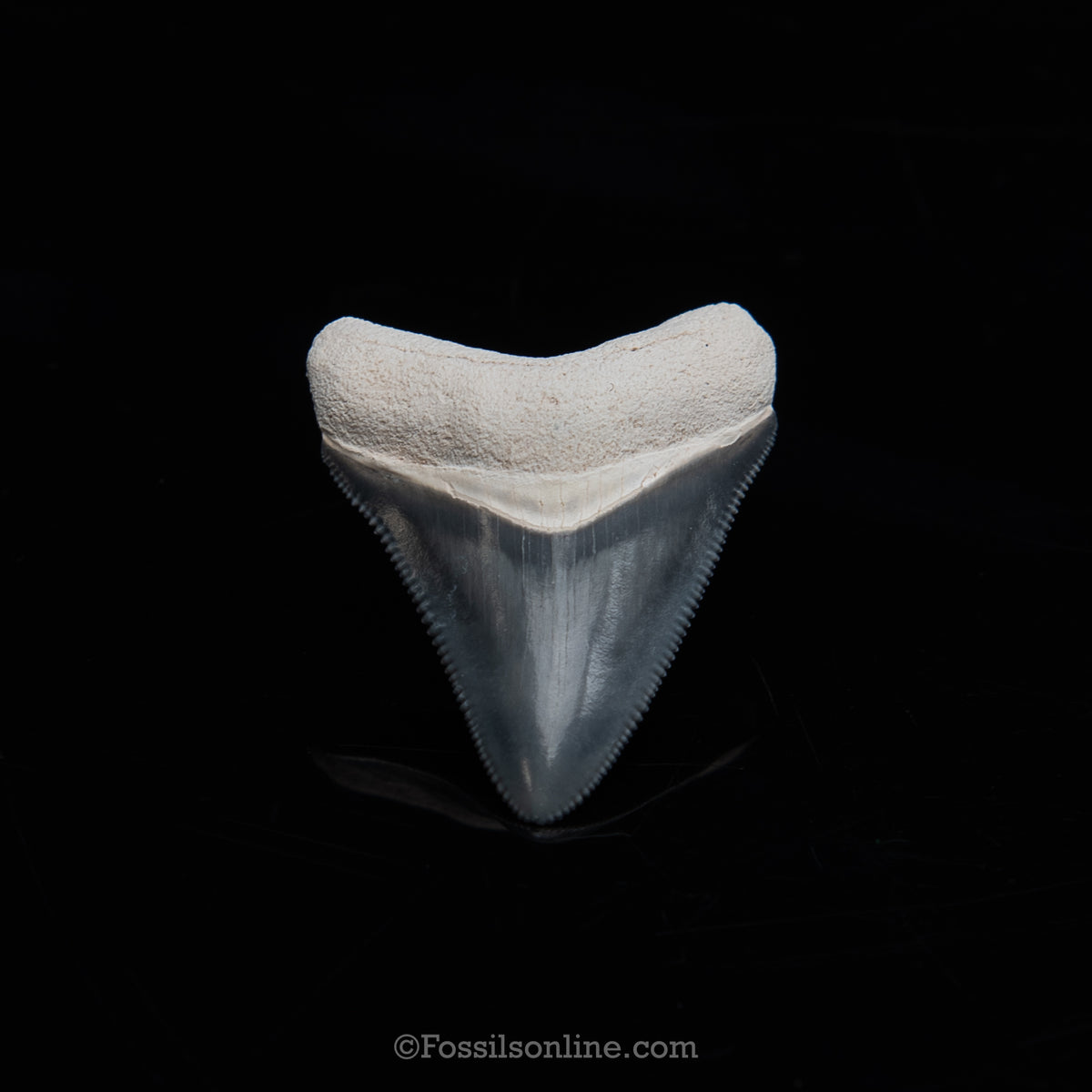 Genuine Prehistoric Fossil Tooth — Meg 1.74", BV Florida
