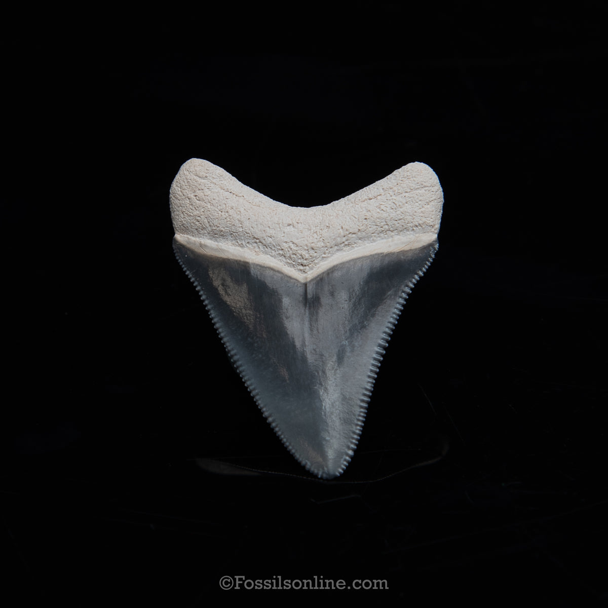 Genuine Prehistoric Fossil Tooth — Meg 1.74", BV Florida