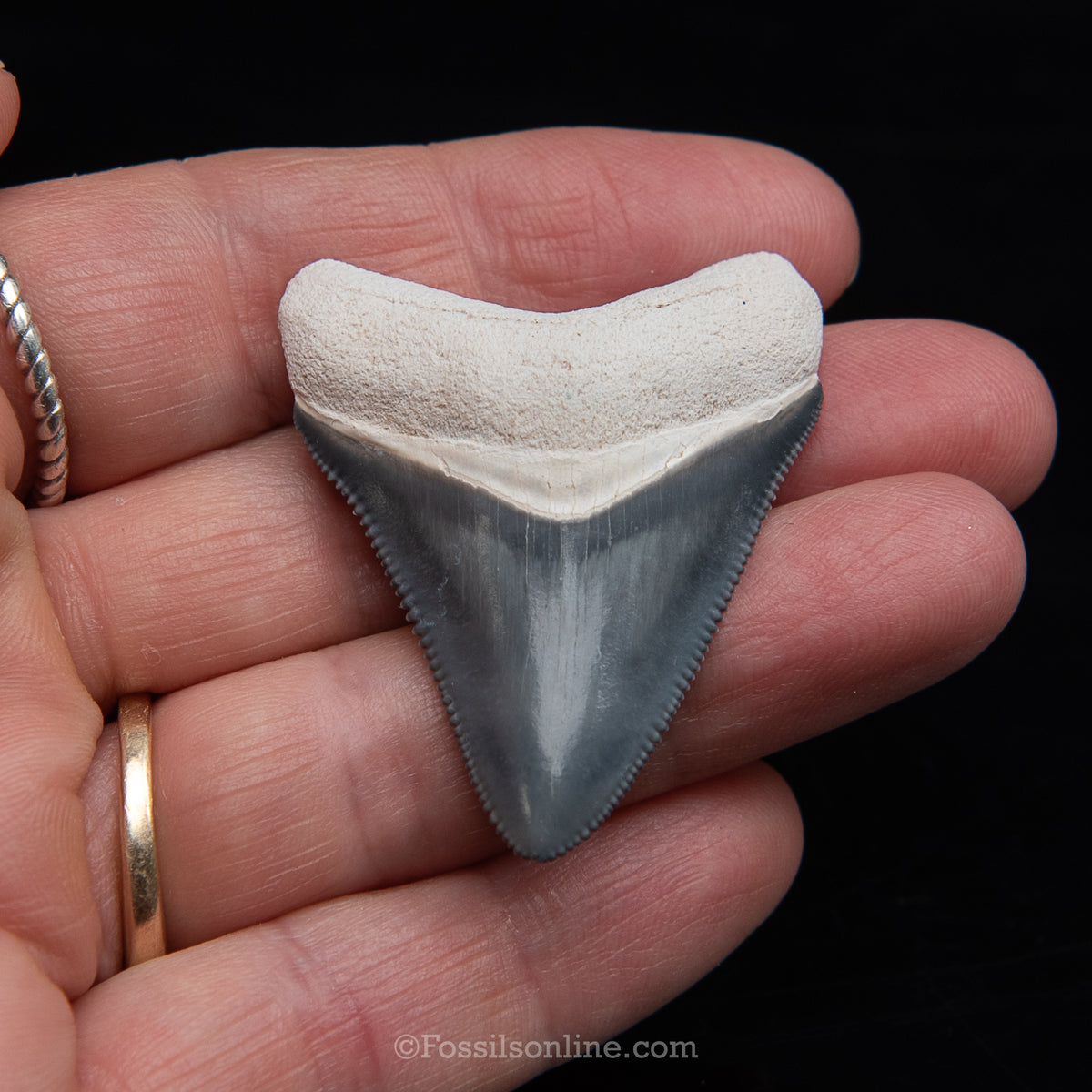 Genuine Prehistoric Fossil Tooth — Meg 1.74", BV Florida