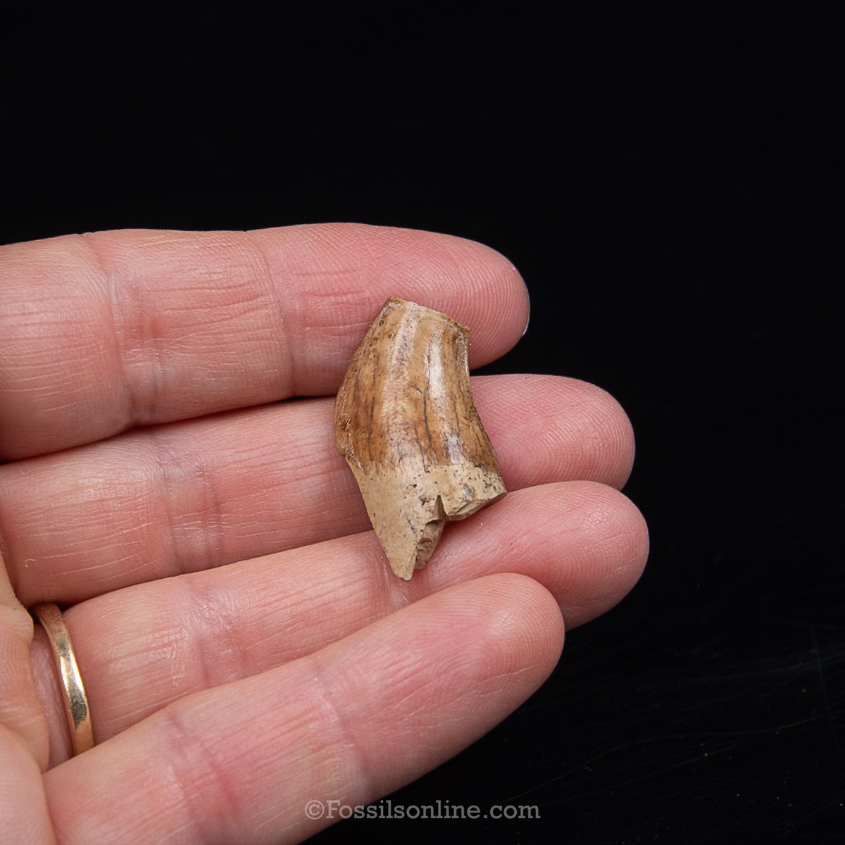 Tar Pit Fossil Dire Wolf Partial Canine