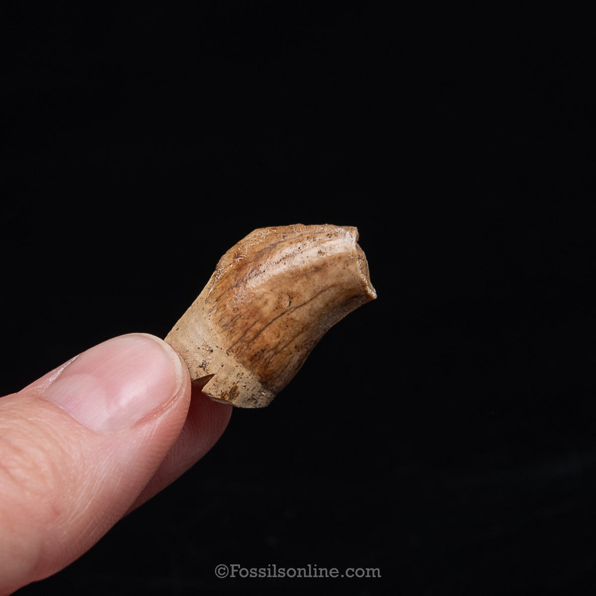 Tar Pit Fossil Dire Wolf Partial Canine