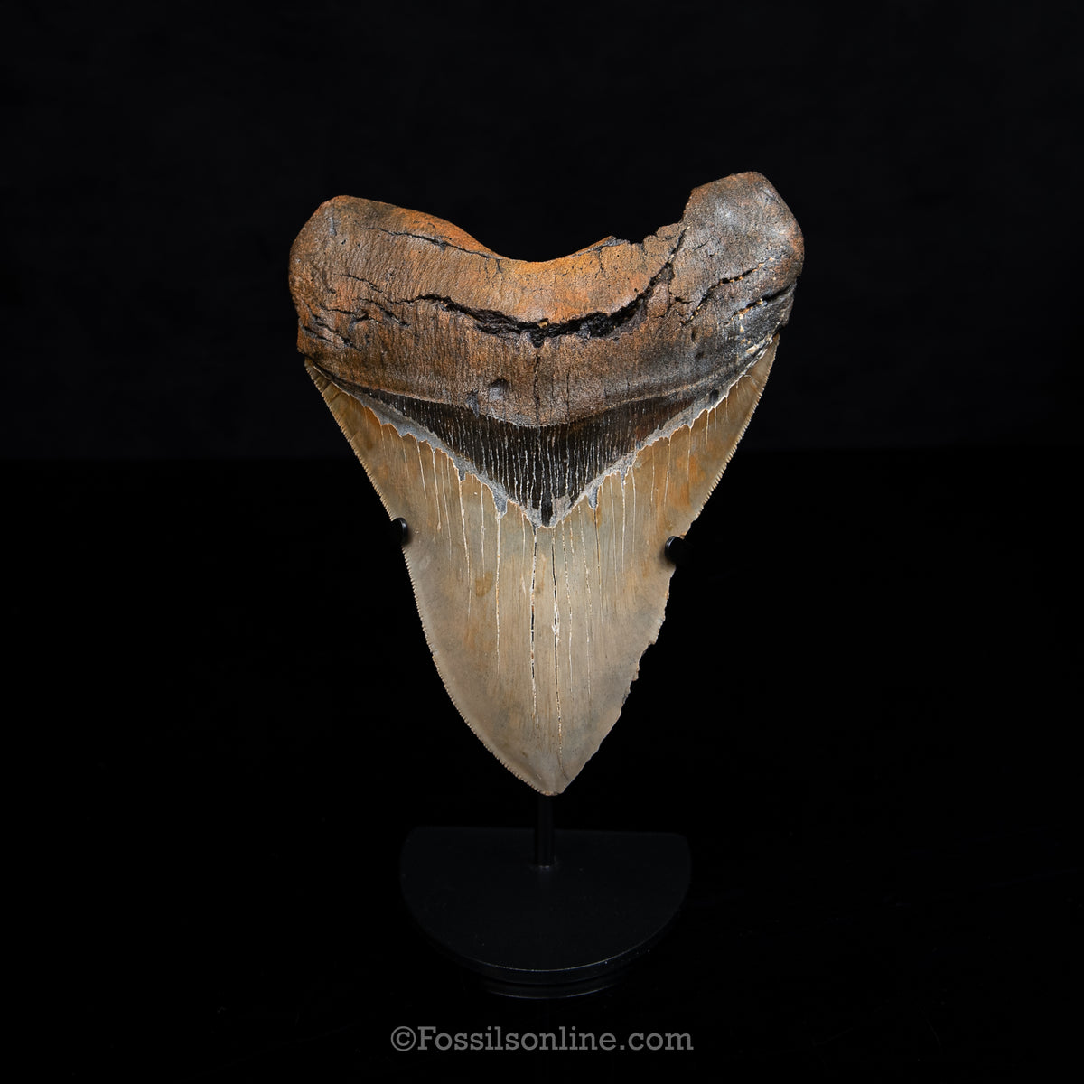 Genuine Prehistoric Fossil Tooth — Meg 5.79", North Carolina