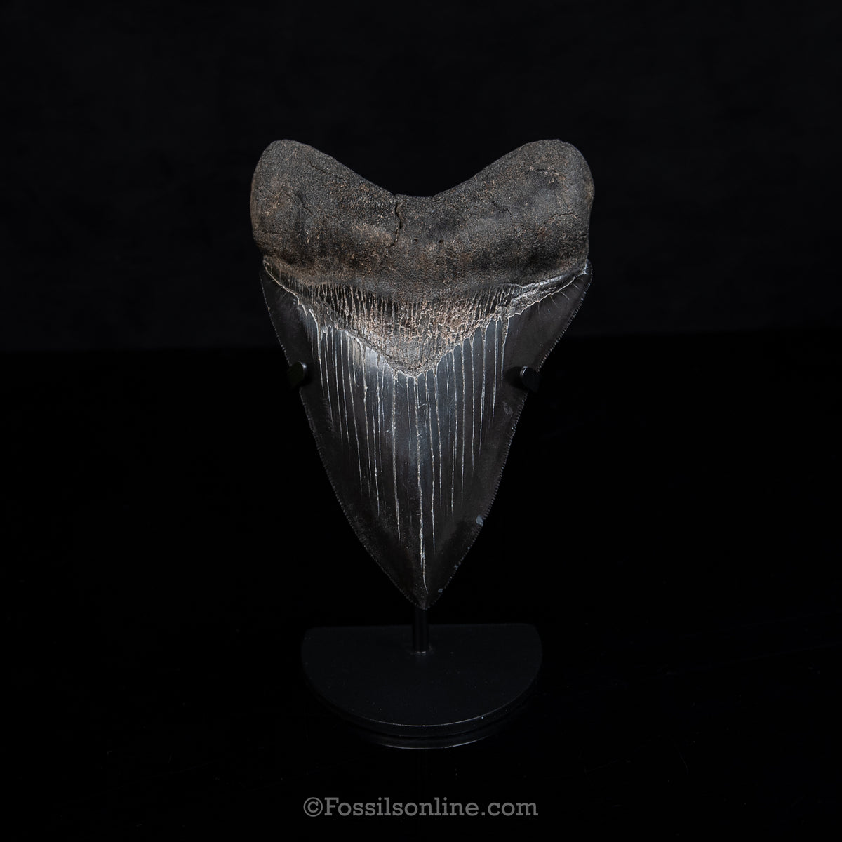 Genuine Prehistoric Fossil Tooth — Meg 5.38", GA