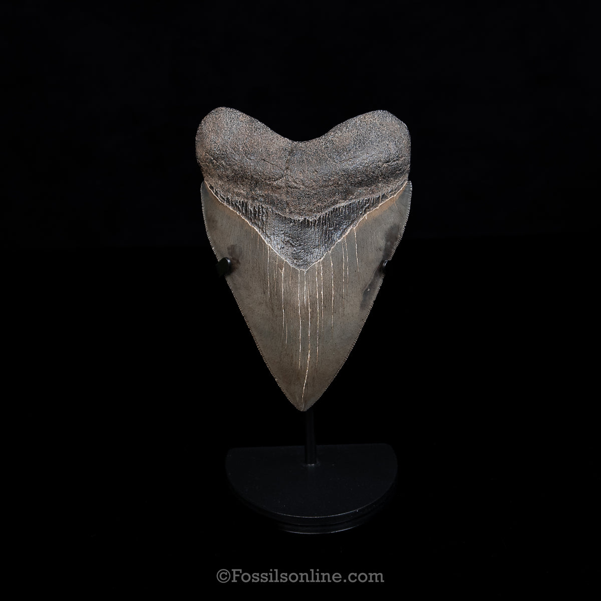 GENUINE PREHISTORIC FOSSIL TOOTH — MEG 4.76", South Carolina