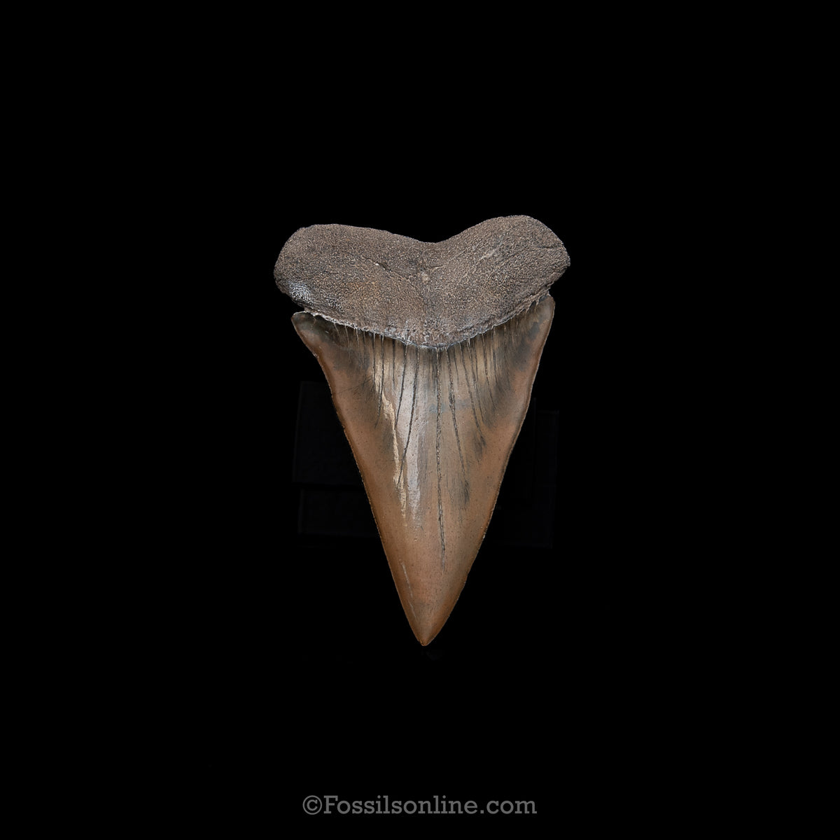 Genuine Prehistoric Fossil Tooth — Mako 3.03", SC