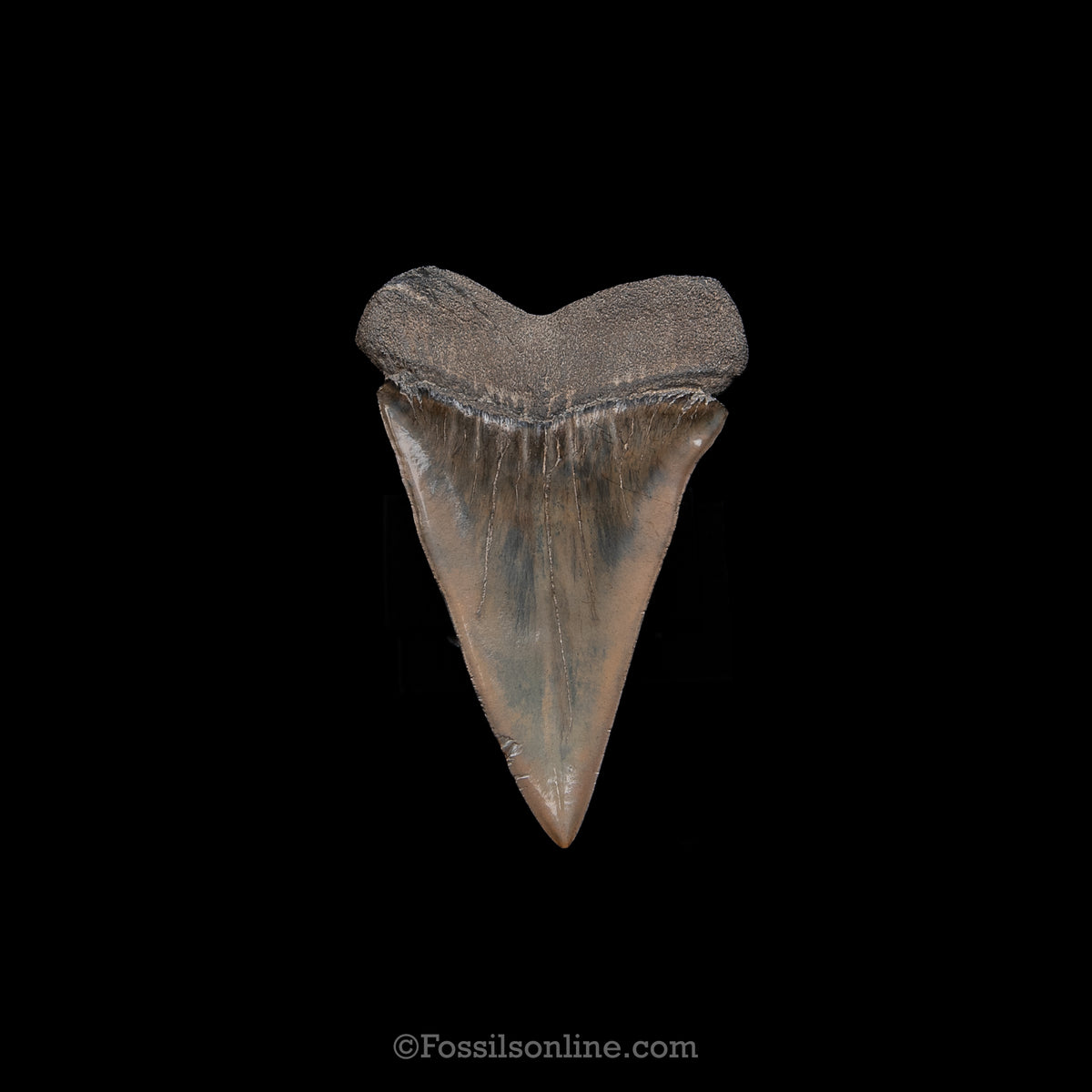 Genuine Prehistoric Fossil Tooth — Mako 3.03", SC