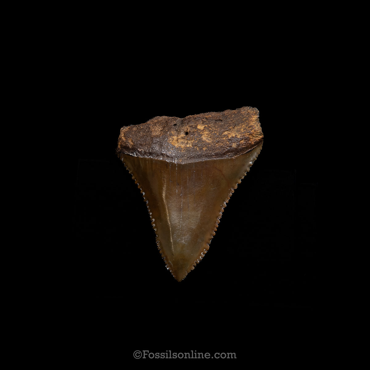Genuine Prehistoric Fossil Tooth — Great White 1.41", SC