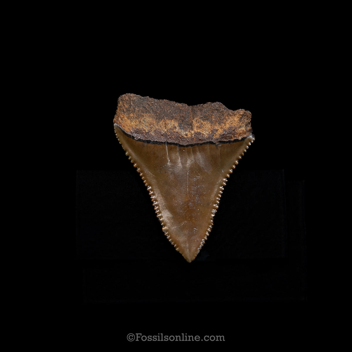 Genuine Prehistoric Fossil Tooth — Great White 1.41", SC